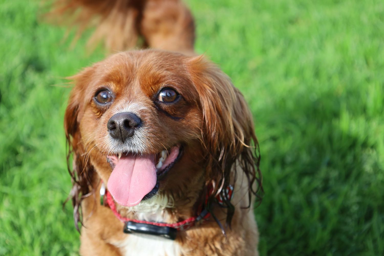 Happy Cavoodle with tongue out, wearing a red collar, sitting on green grass.