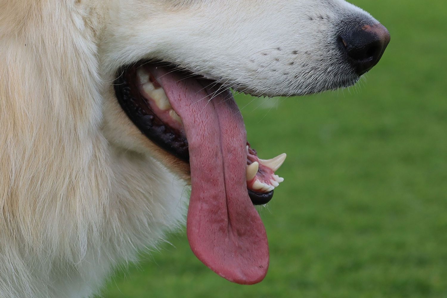 Close-up of a happy Golden Retriever with tongue out, panting on a green grass background.