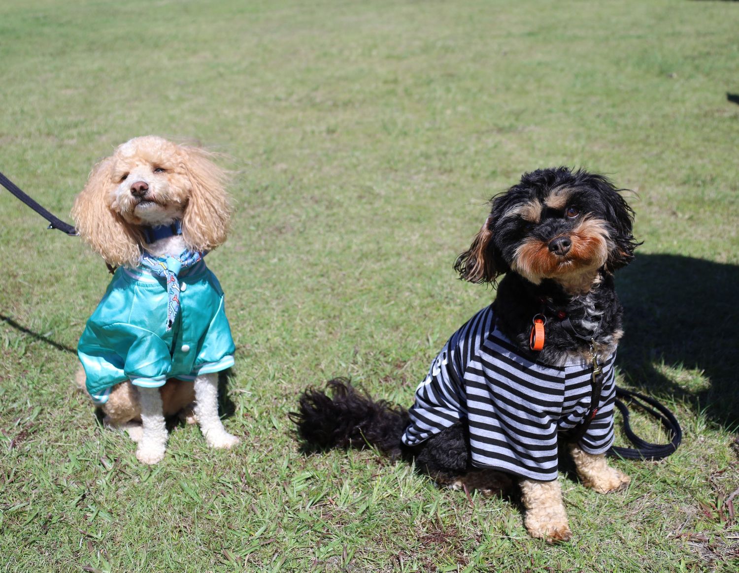 Two small dogs on a leash sit on a grassy lawn, one in a teal raincoat and the other in a black and white striped shirt.