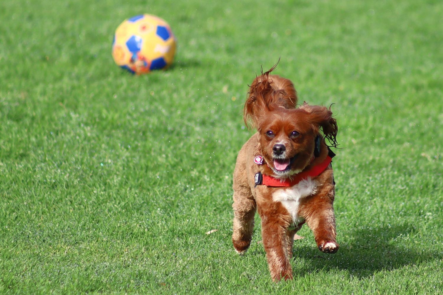 Energetic Cavoodle running on green grass chasing a colorful soccer ball.
By Chris Harban