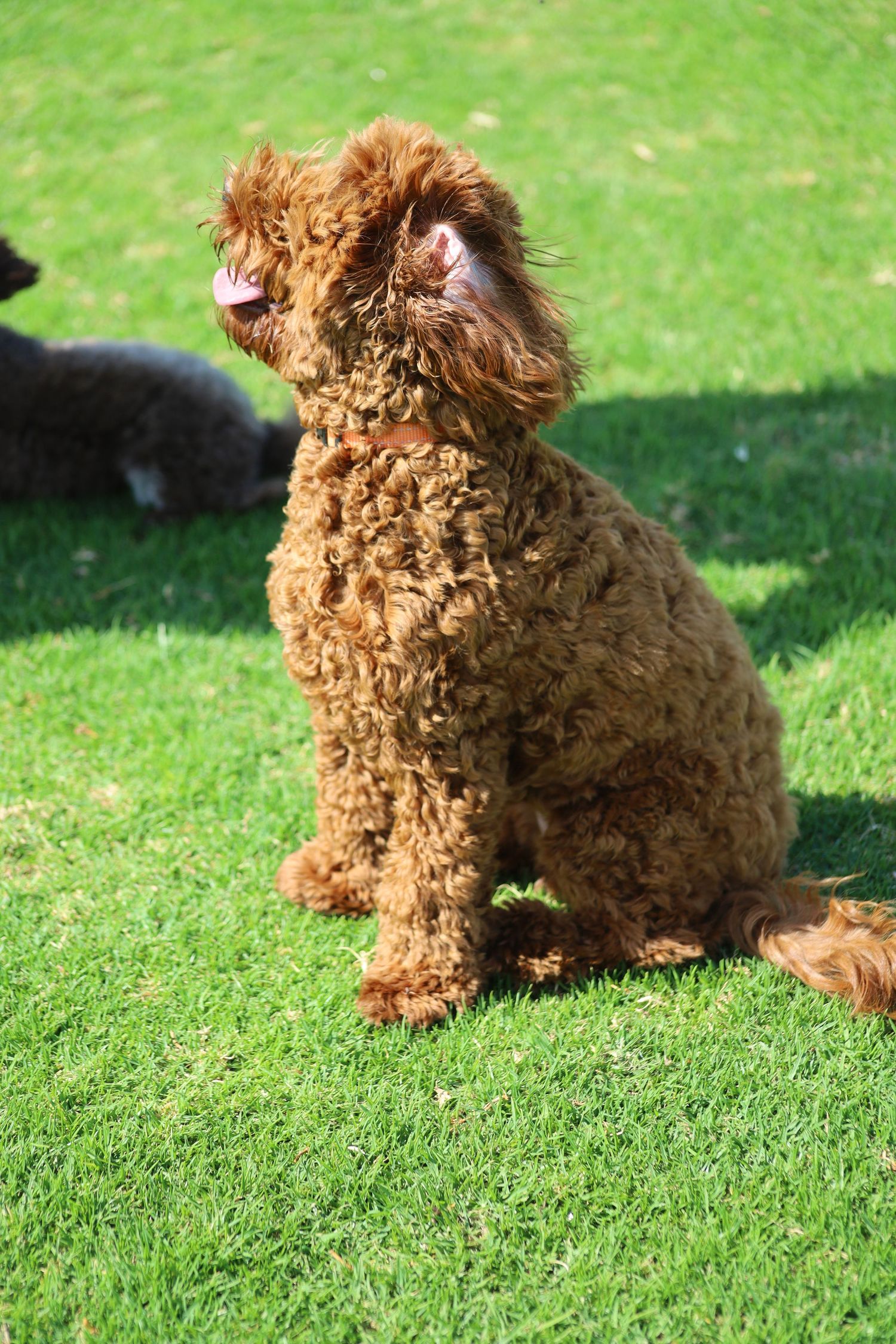 A fluffy brown Toy Poodle puppy sits attentively on lush green grass in bright sunlight.