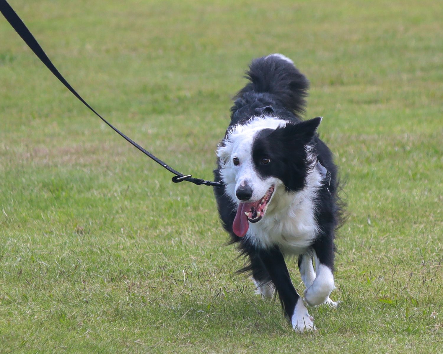 A black and white border collie on a leash trots across a green grassy field with its tongue hanging out.