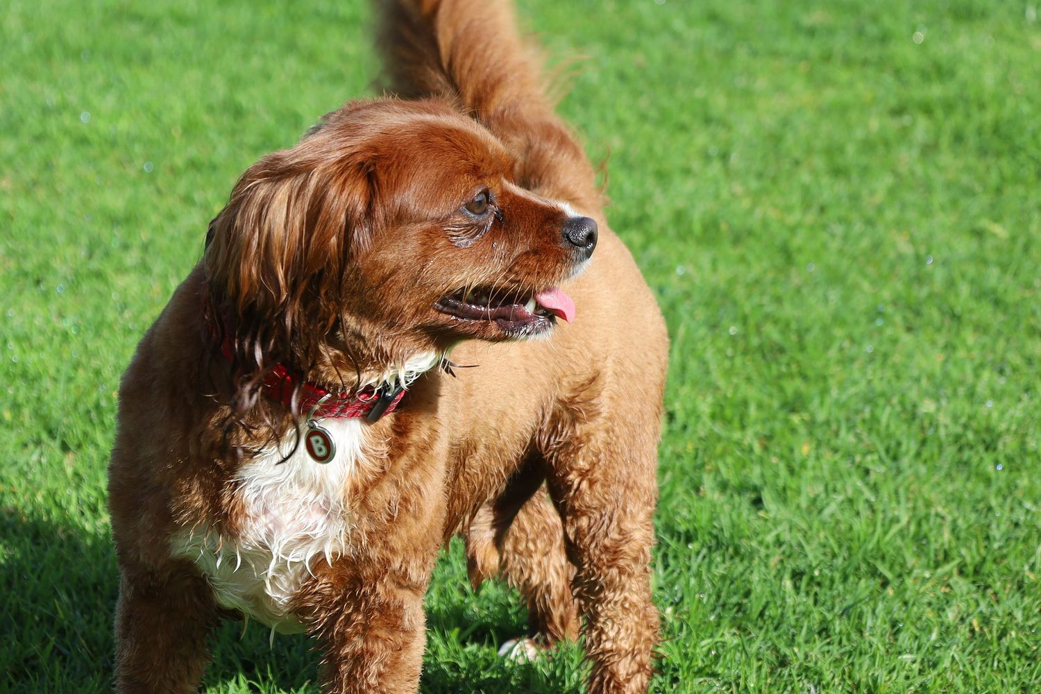 A fluffy golden-red Cavoodle dog standing on green grass with tongue out, wearing a collar with tags.