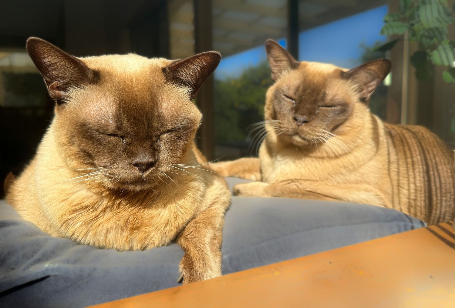 Two Burmese cats with golden fur relax together in warm sunlight.
By Chris Harban