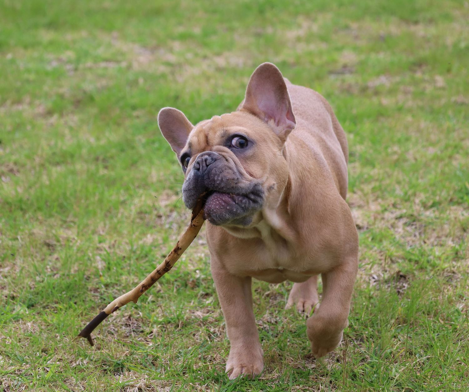 Fawn French Bulldog trotting on grass proudly carrying a stick in its mouth.
By Chris Harban