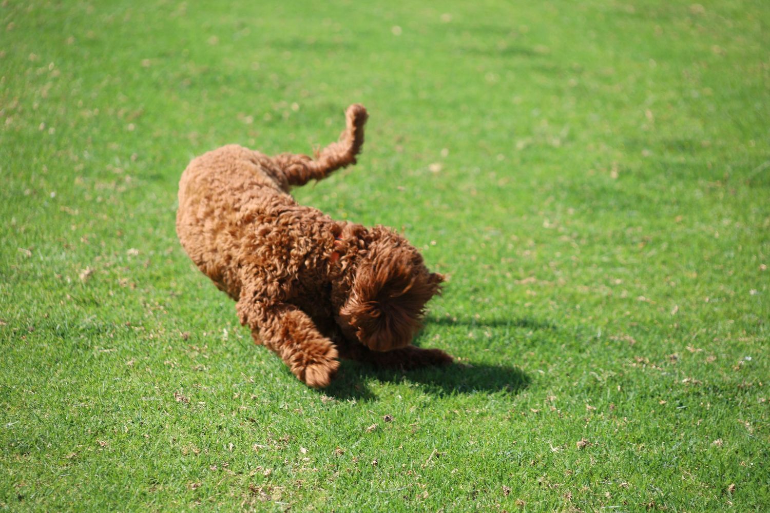 A fluffy brown Toy Poodle dog running and playing on a lush green grass field outdoors.