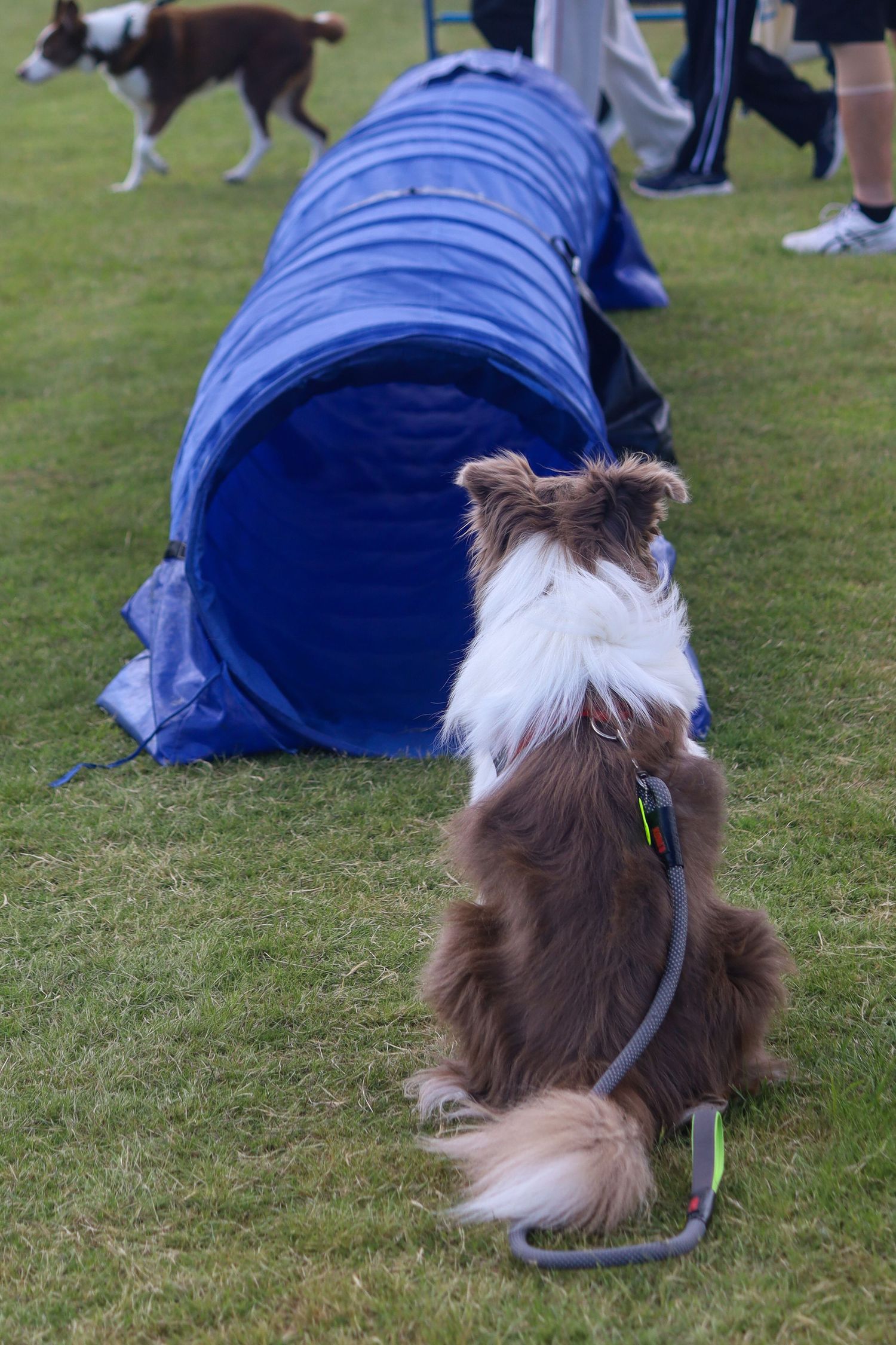 Brown and white border collie sits on grass facing a blue agility tunnel while another dog and spectators stand in the background.