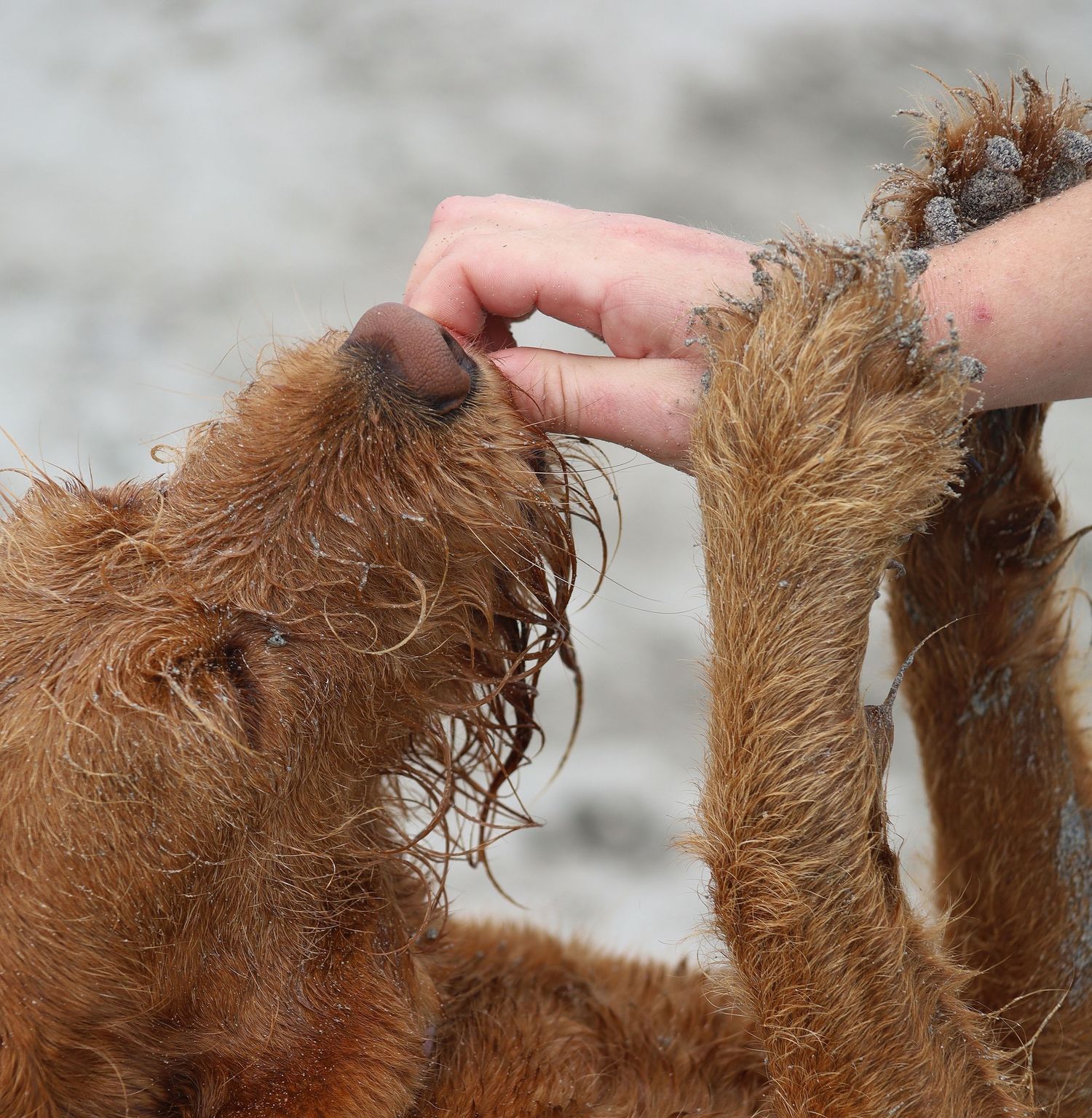 A wet brown dog being petted by a human hand outdoors on a gray surface.