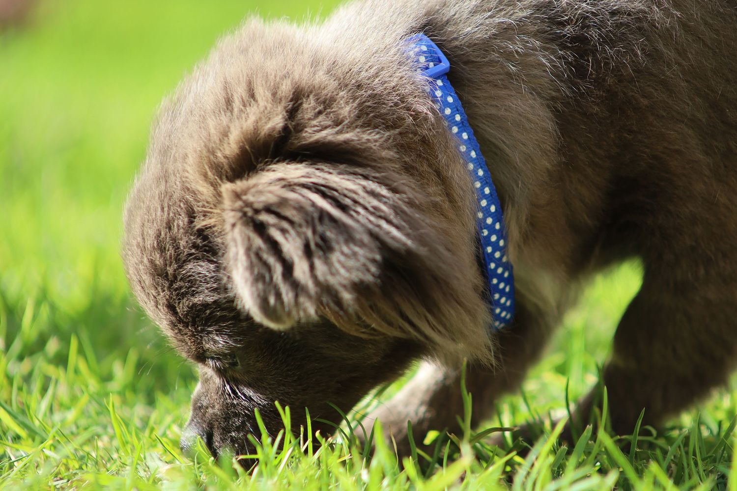 A small grey fluffy puppy wearing a blue polka dot collar sniffing green grass.
By Chris Harban