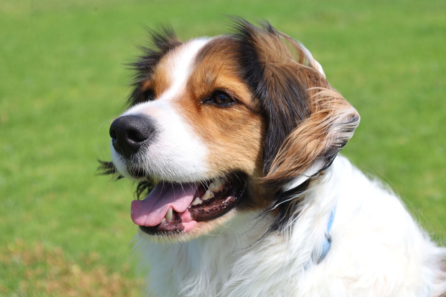 A happy Border Collie cross King Charles Spaniel dog with white and brown fur sits outdoors on green grass with tongue out.