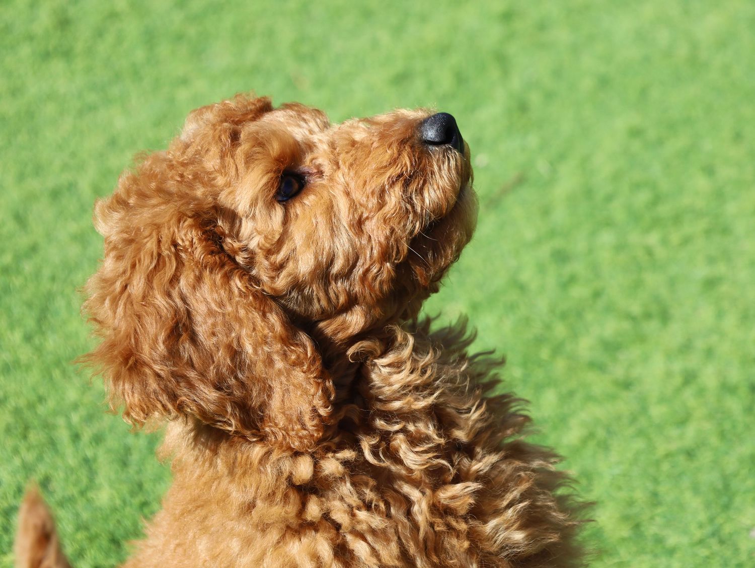 A fluffy golden-brown Groodle puppy gazes upward against a bright green grass background in natural sunlight.