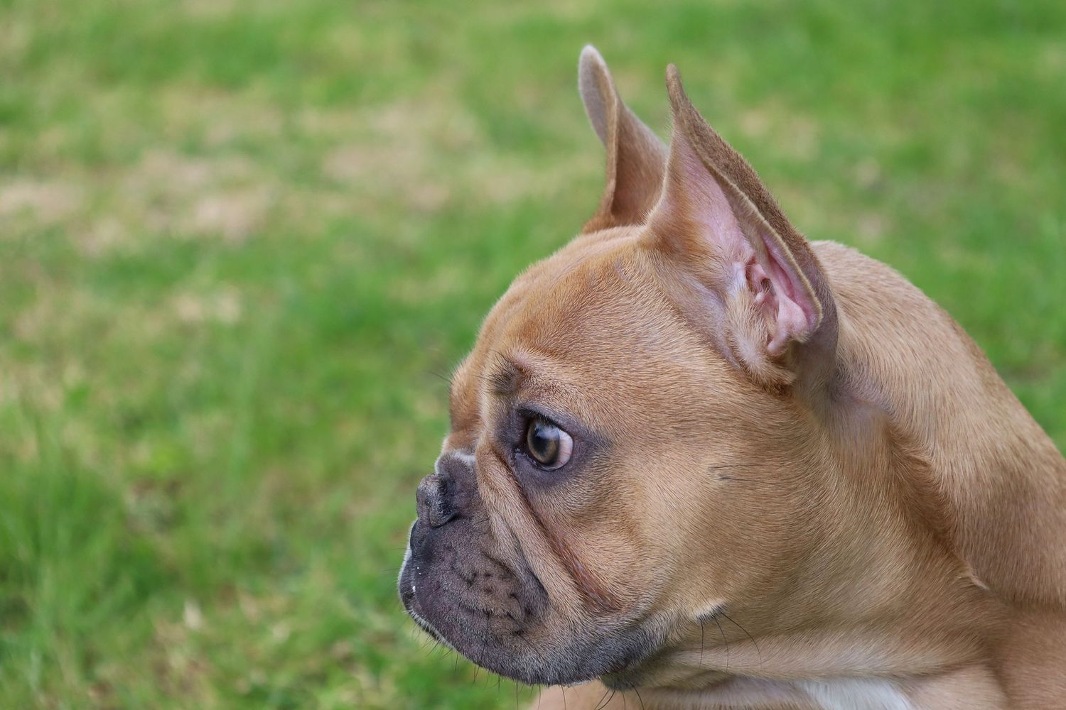 Close-up profile of a fawn French Bulldog with perked ears sitting on green grass.
Where Tails Wag Photography - By Chris Harban