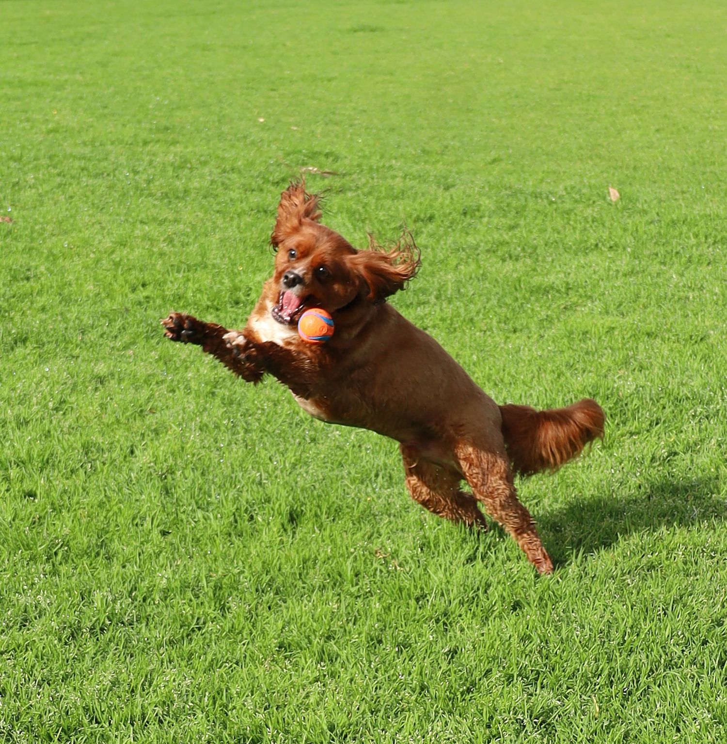 A playful Cavoodle leaps through the air catching an orange ball on a lush green grass field.
By Chris Harban