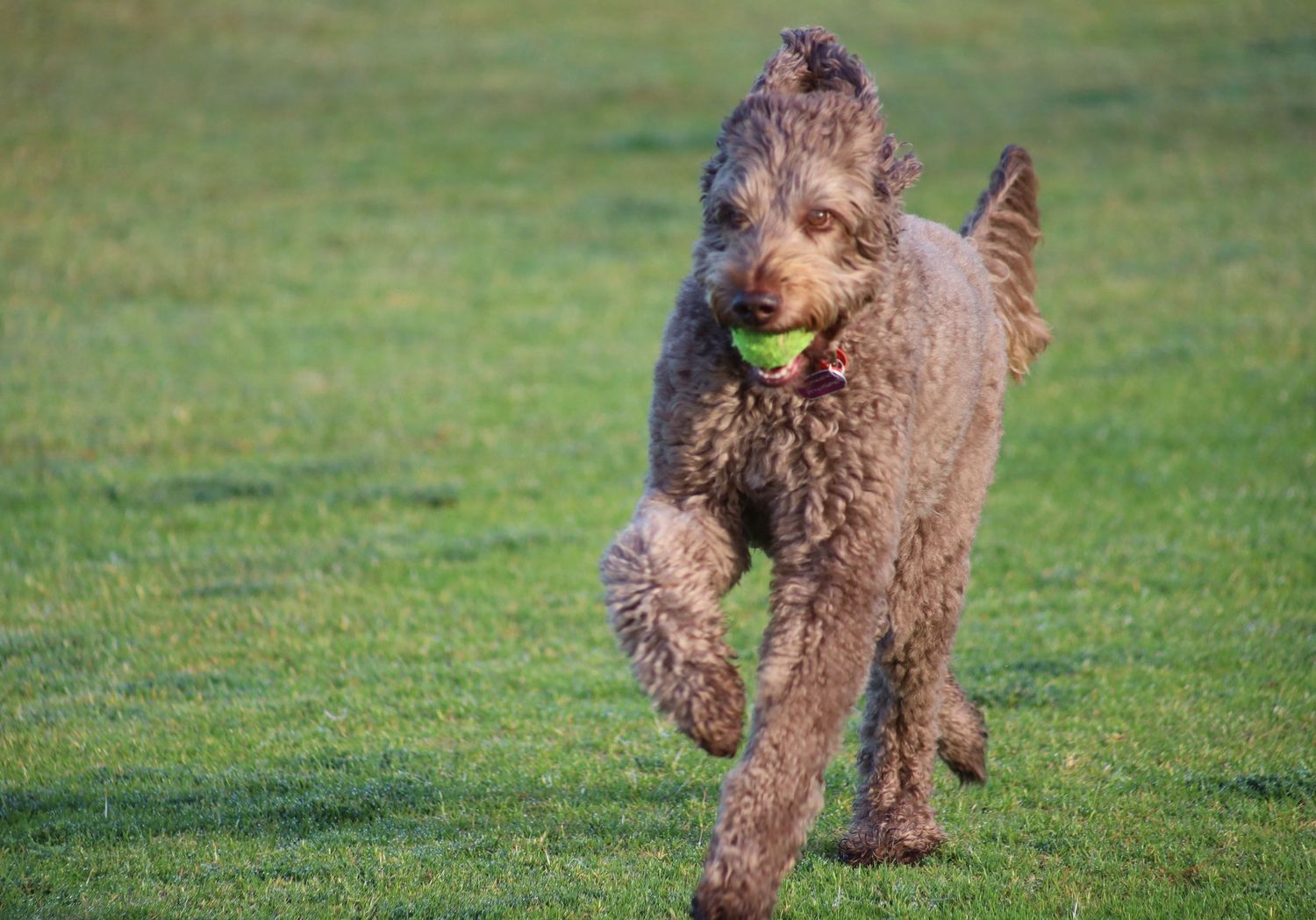 A curly-haired brown Labradoodle runs across green grass carrying a yellow tennis ball in its mouth.