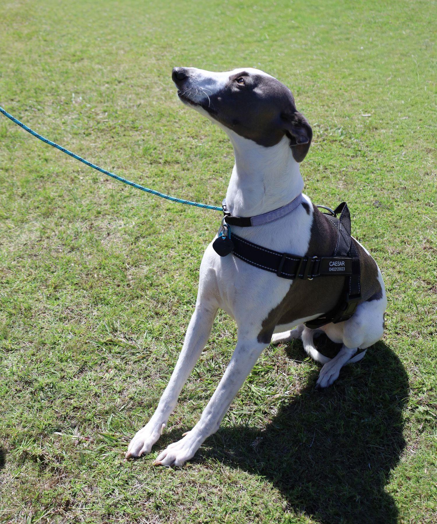 A black and white whippet wearing a dark harness sits on green grass on a leash, gazing upward on a sunny day.