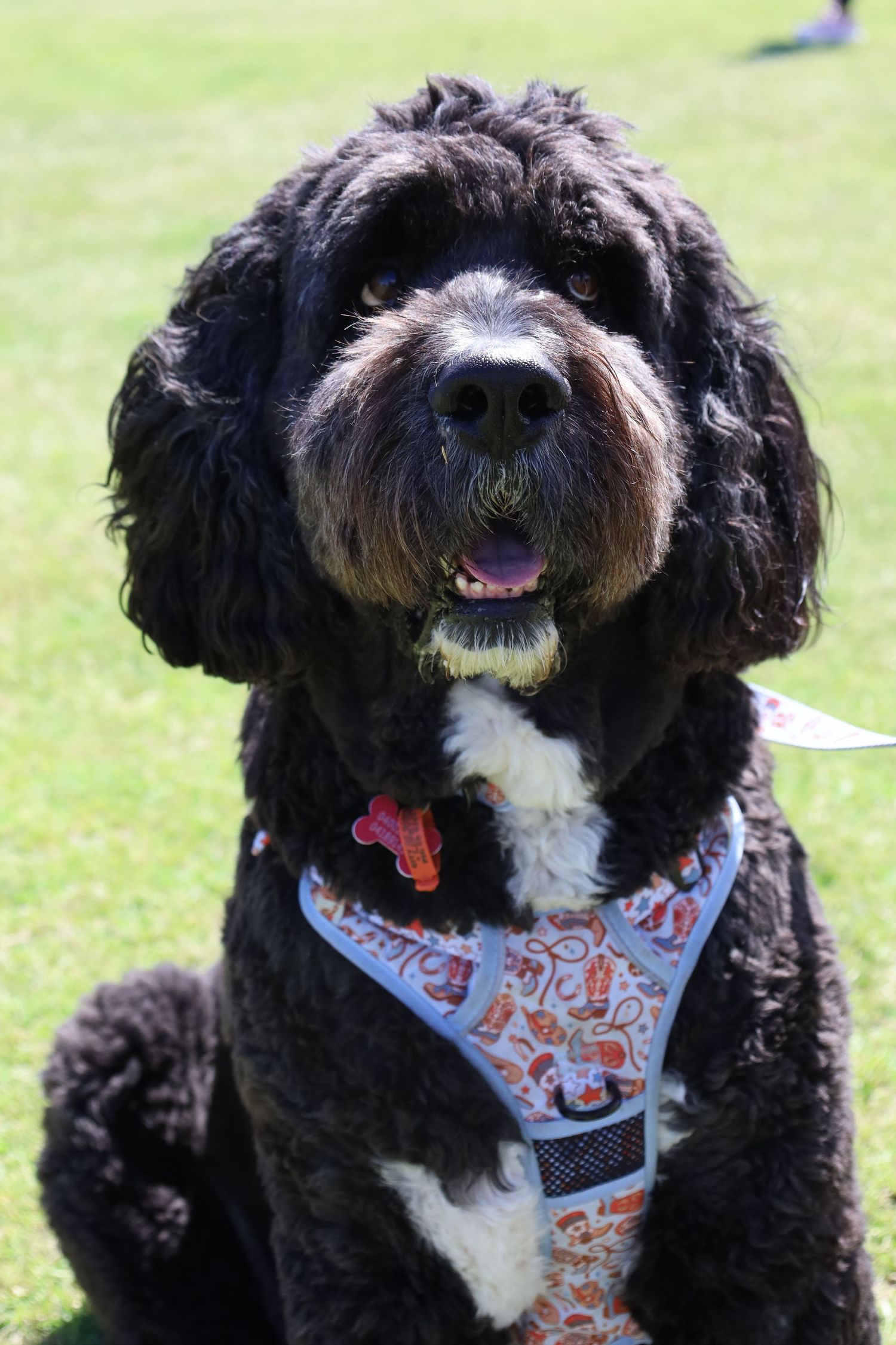 Fluffy black and white curly-coated dog wearing a colorful patterned harness sits on green grass with its tongue slightly out.