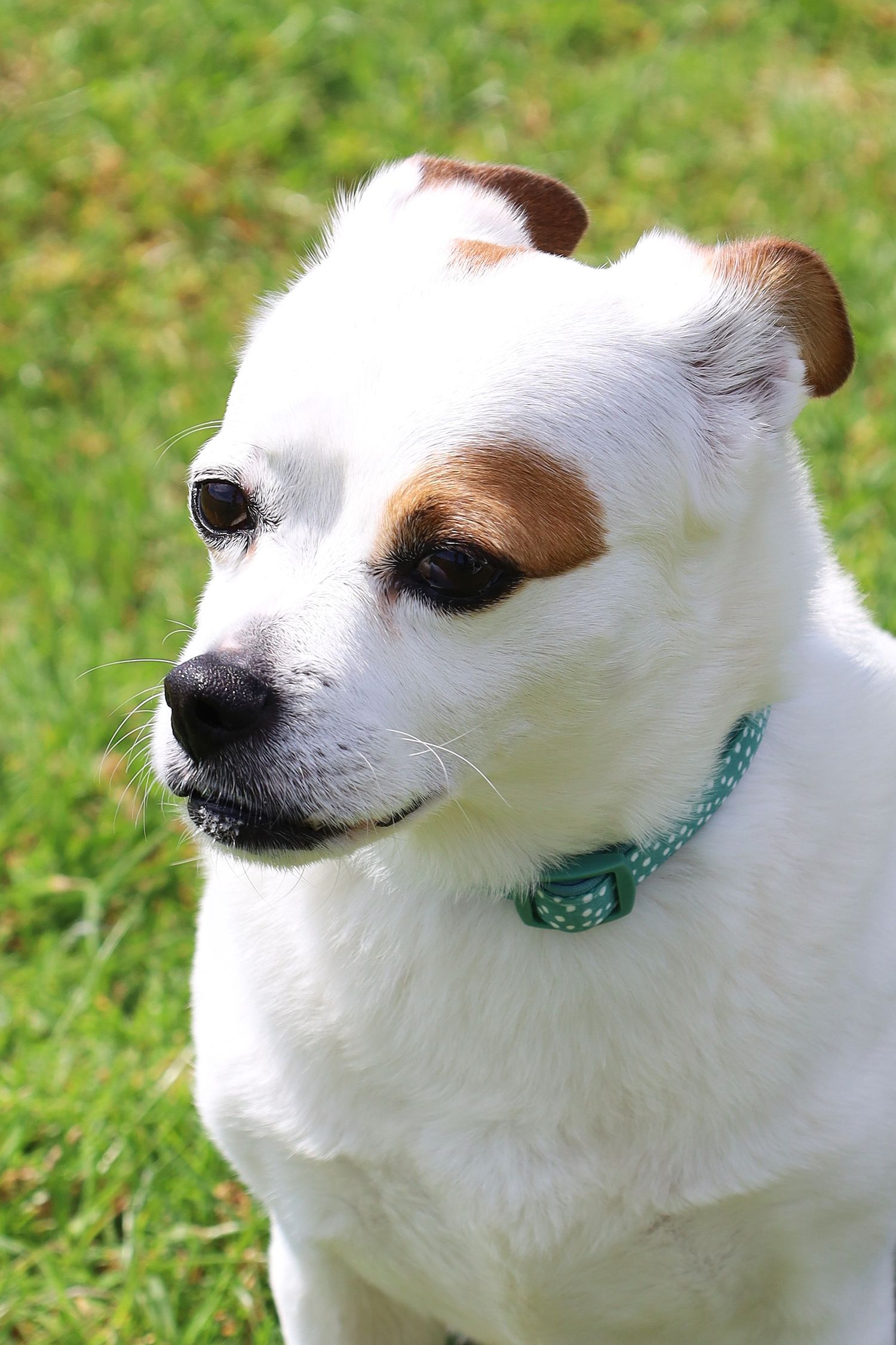 White and brown Jack Russell Terrier dog wearing a teal collar sitting on green grass in sunlight.