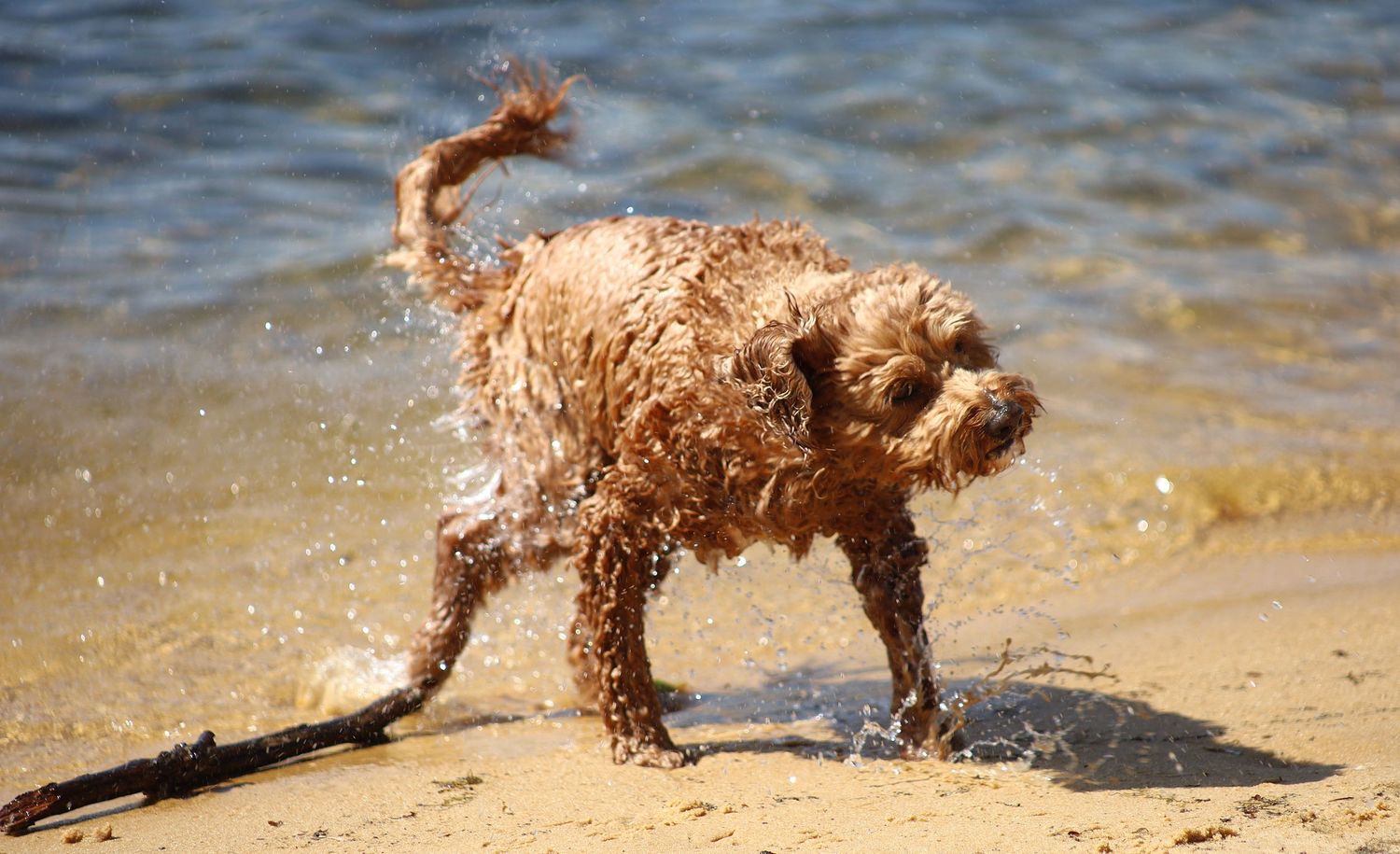 Wet curly brown dog shaking off water on a sandy beach near the shoreline.