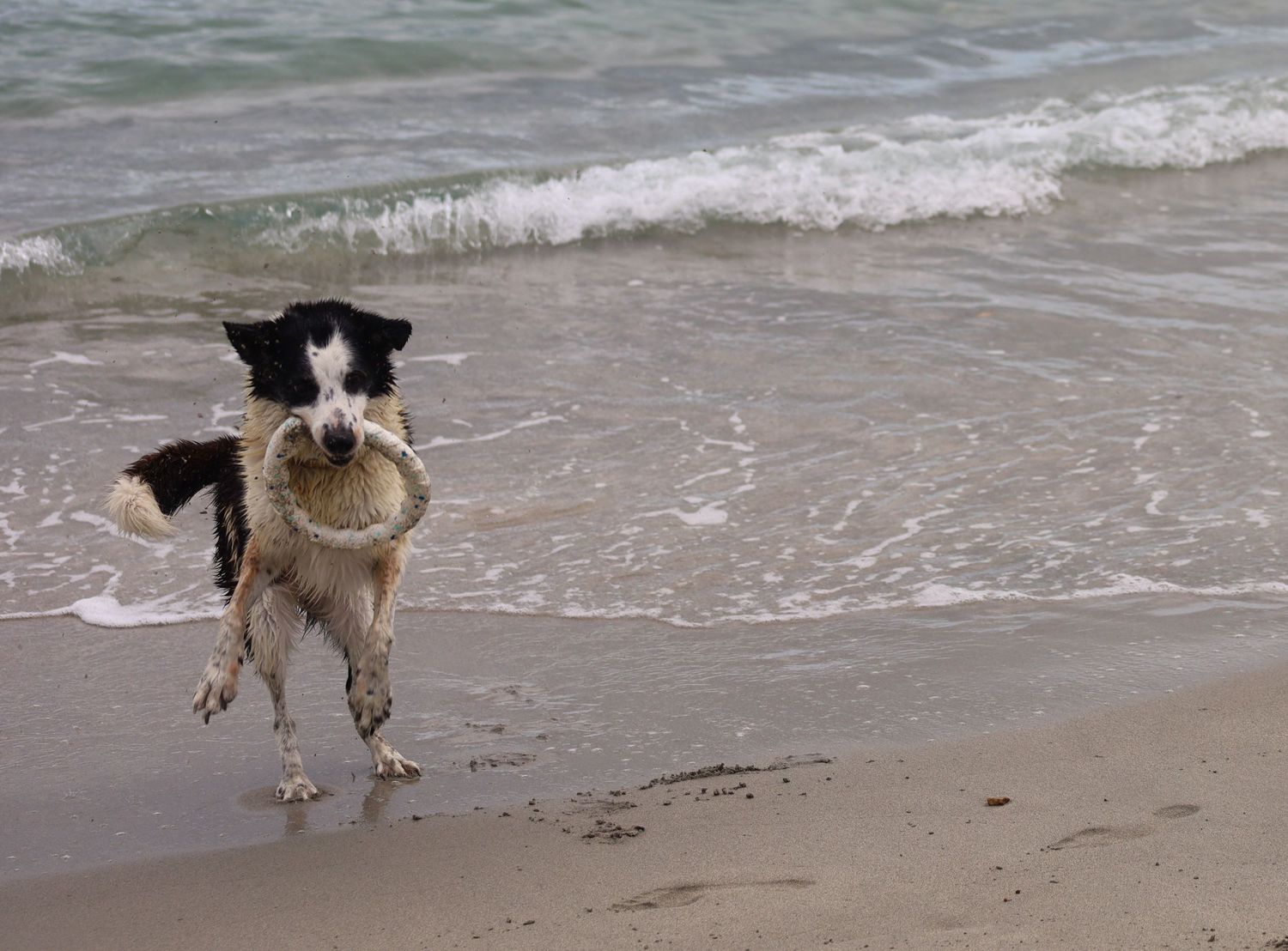 A black and white Border Collie runs along a sandy beach carrying a stick in its mouth near ocean waves.
