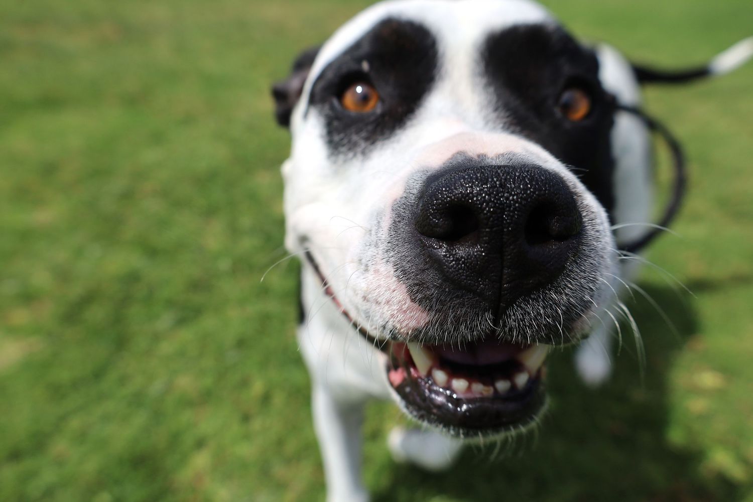 Close-up of a happy black and white dog smiling outdoors on green grass in bright sunlight.