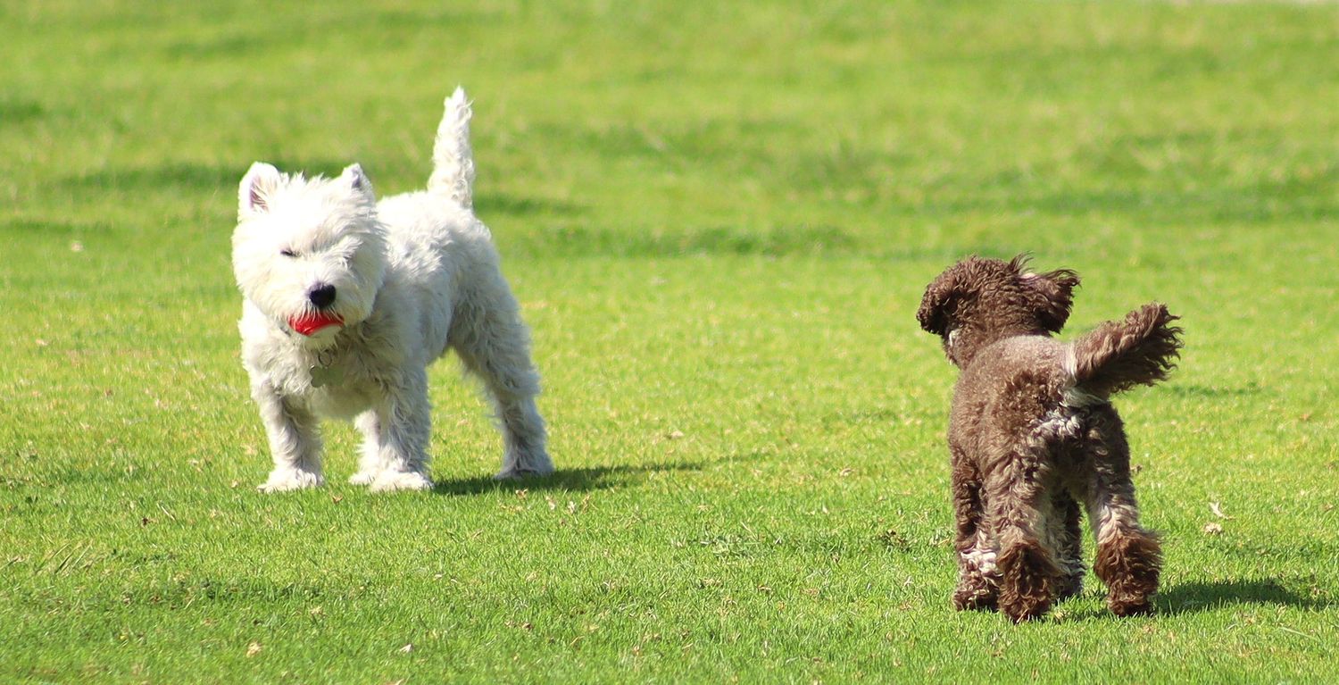 Two dogs playing on green grass, a white West Highland Terrier and a brown poodle running outdoors.