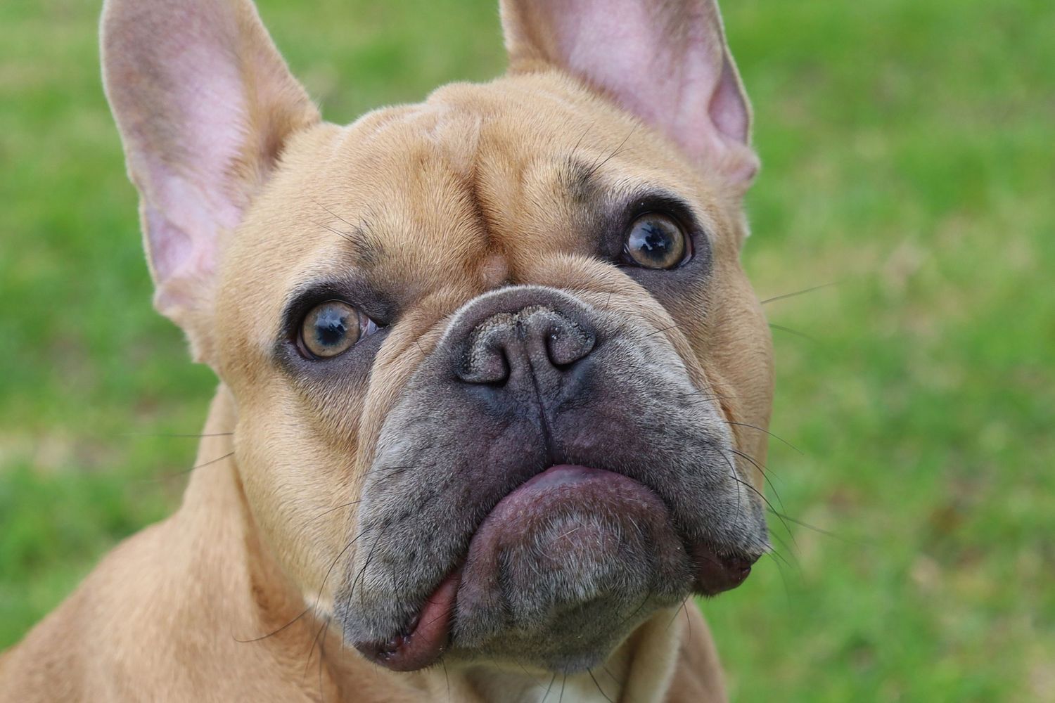 Close-up portrait of a fawn French Bulldog with large ears and wrinkled face against green grass background.
By Chris Harban