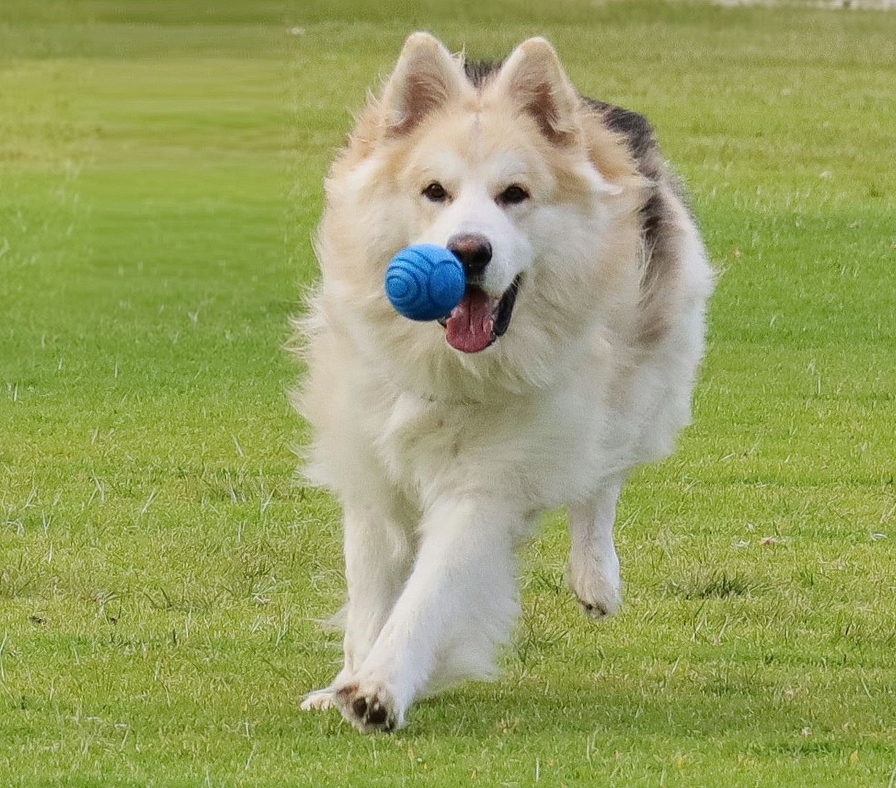A fluffy white and tan German Shepherd runs across green grass carrying a blue toy in its mouth.