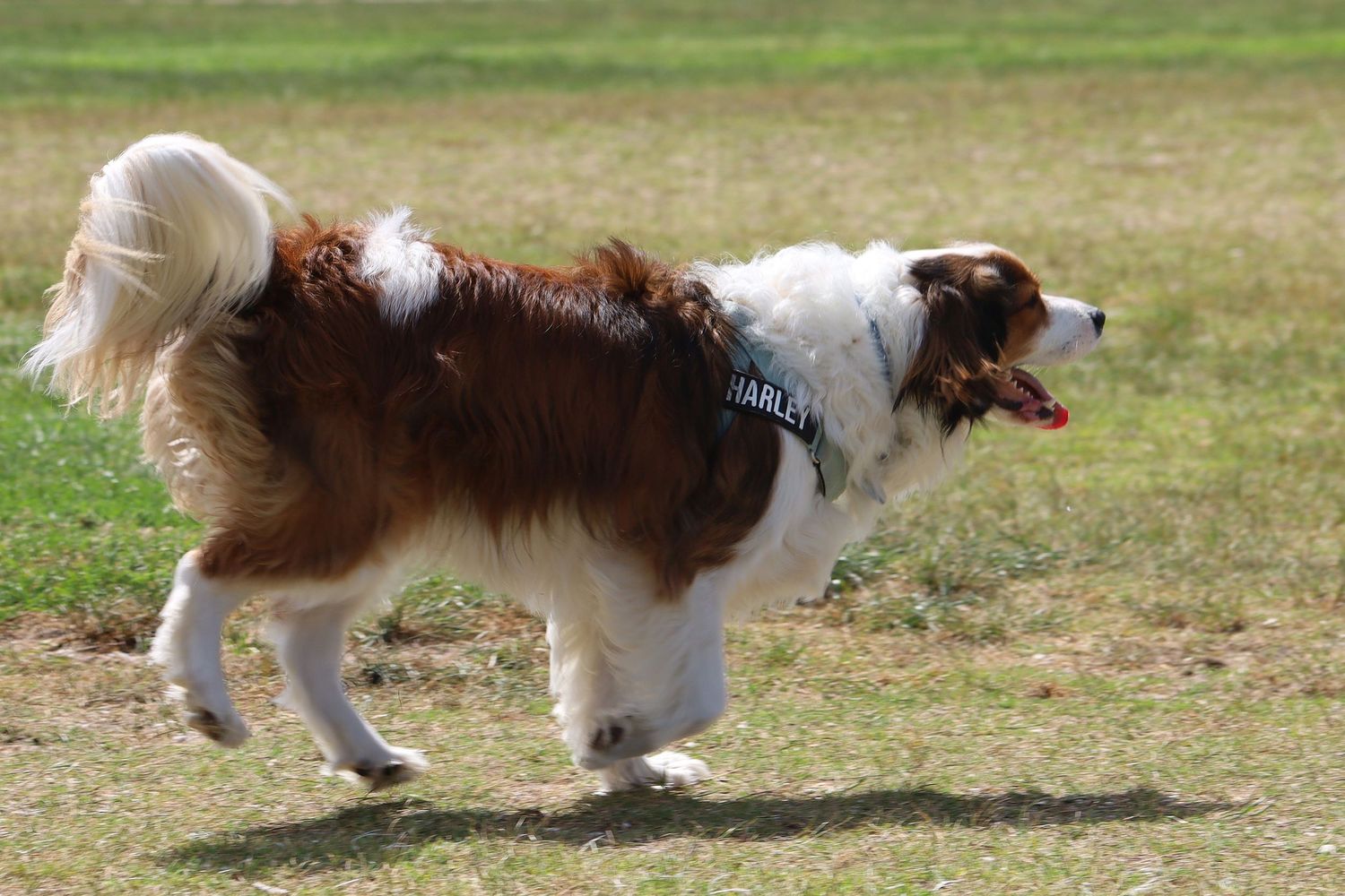 A fluffy brown and white dog wearing a harness trots across a grassy field on a sunny day.