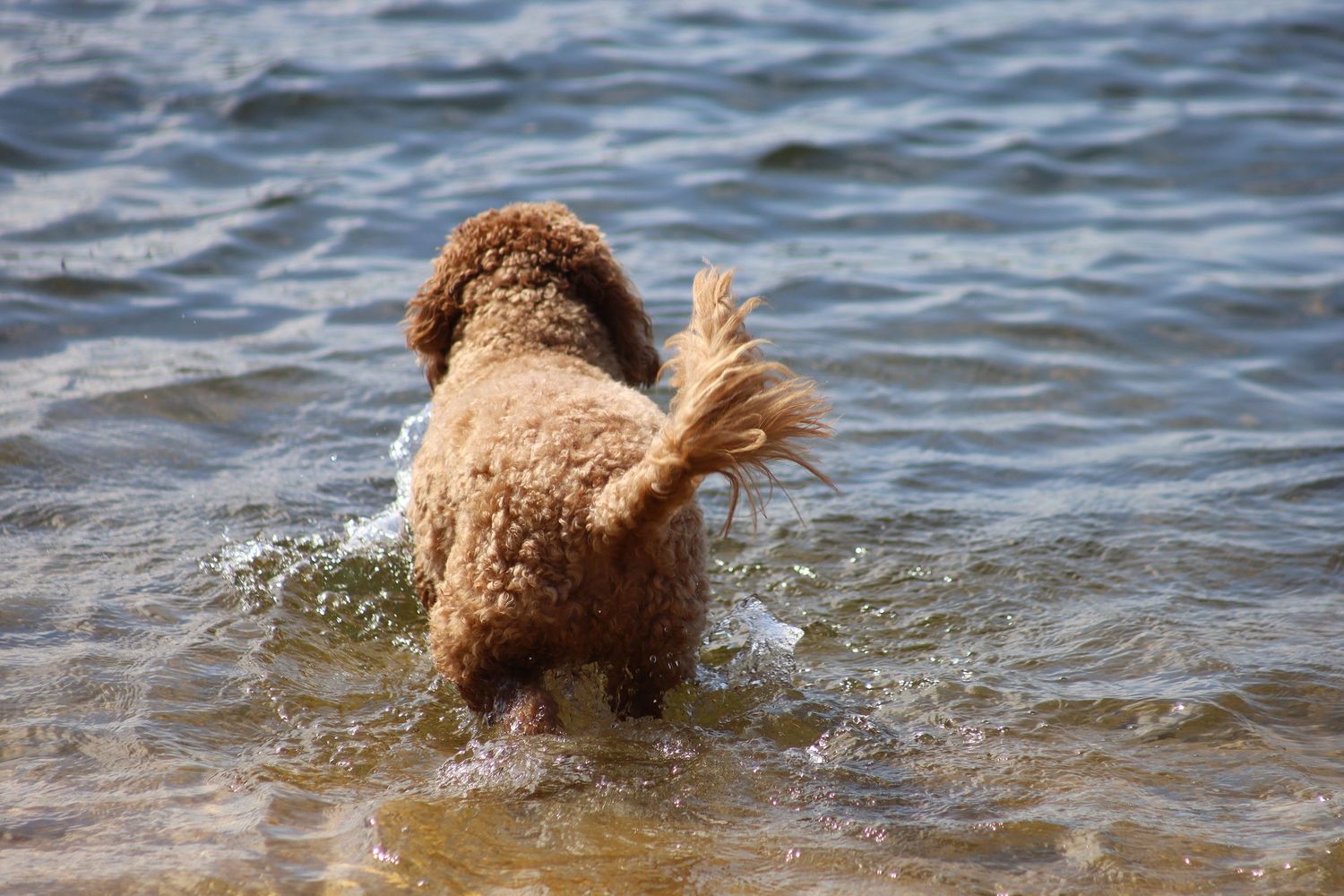 A curly-haired golden doodle dog wading through shallow ocean waves at the beach.
