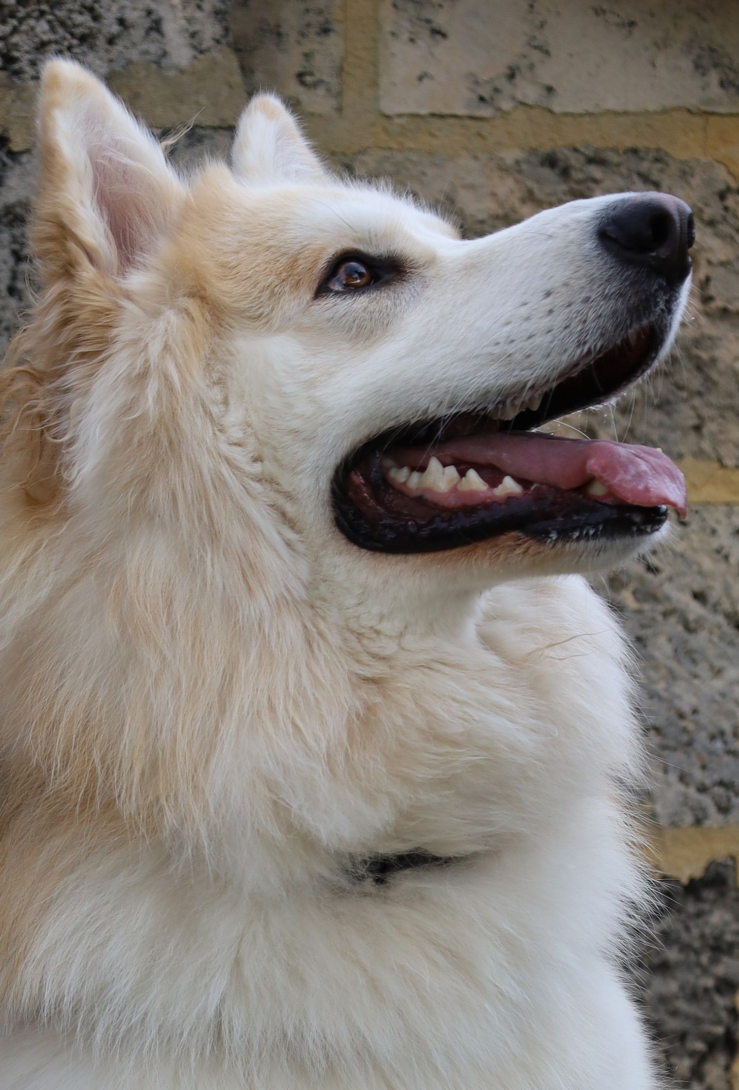 A white German Shepherd with mouth open and tongue out, looking upward against a stone wall background.