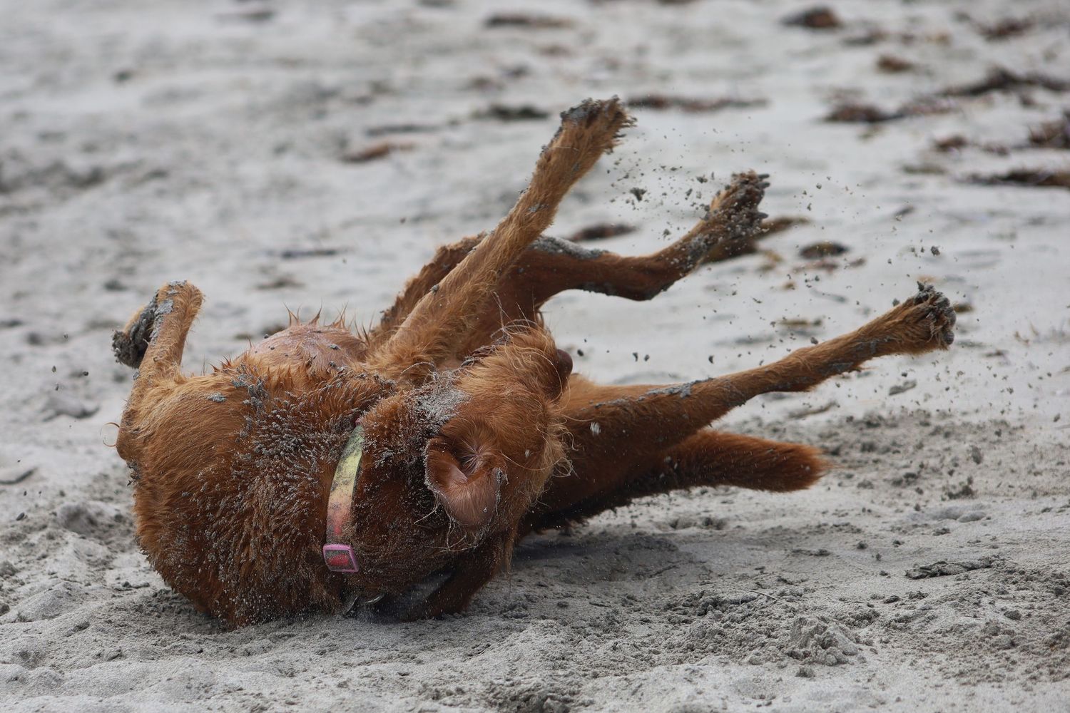 A wet brown dog joyfully rolling in the sand on a beach, with legs in the air and tongue out.