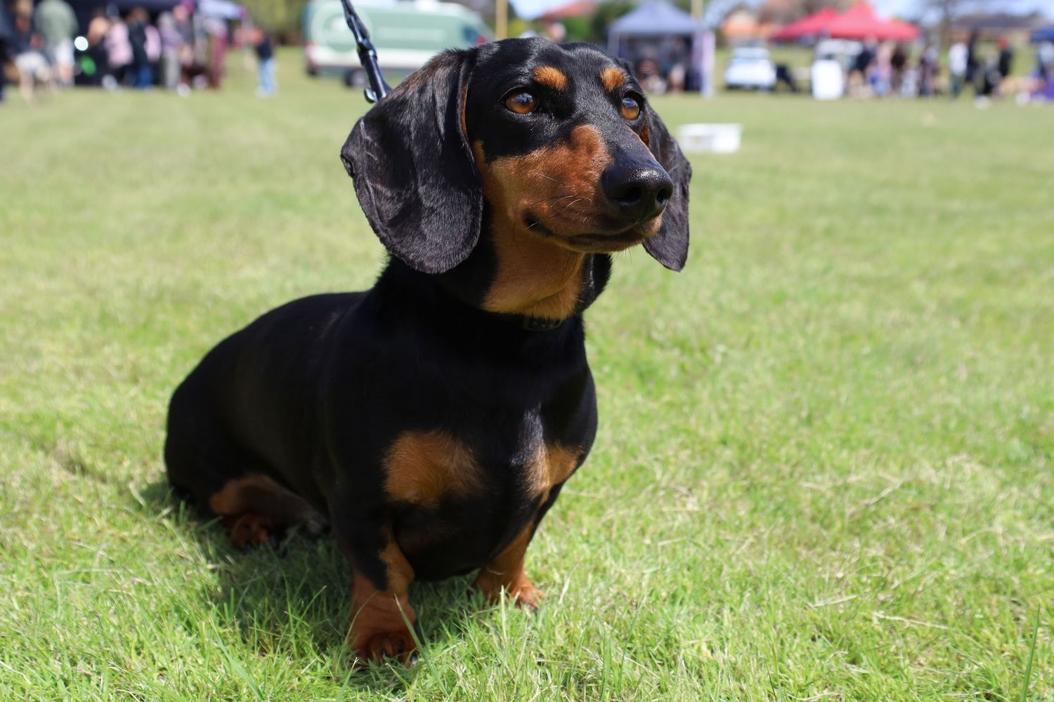 Black and tan smooth-coated dachshund on a leash standing on green grass at an outdoor dog show with tents and spectators behind.