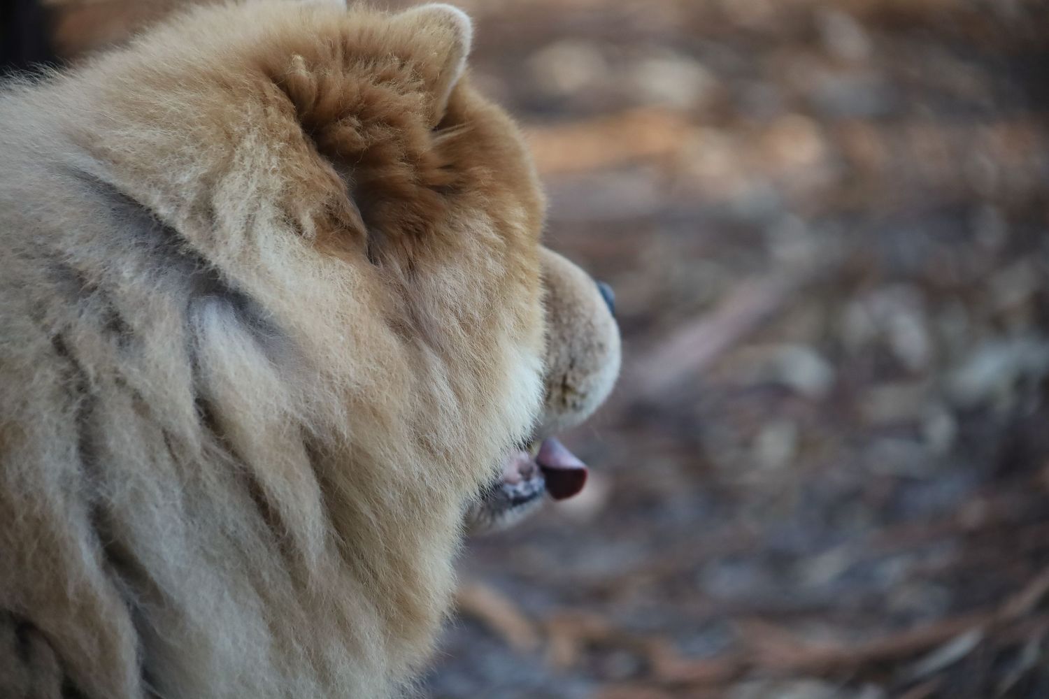 A close-up of a fluffy brown and cream Chow Chow dog with tongue out in a park.
By Chris Harban