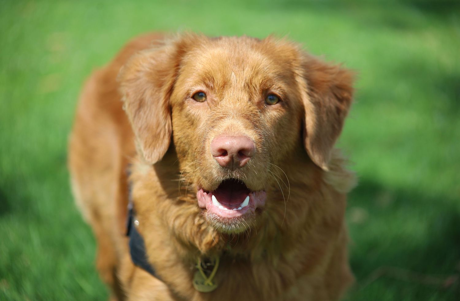 A happy golden-brown Nova Scotia Duck Tolling Retriever dog with mouth open sitting on green grass.