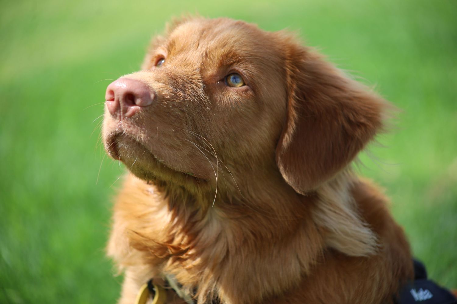 A fluffy golden-brown Nova Scotia Duck Tolling Retriever puppy gazing upward against a vibrant green grass background.