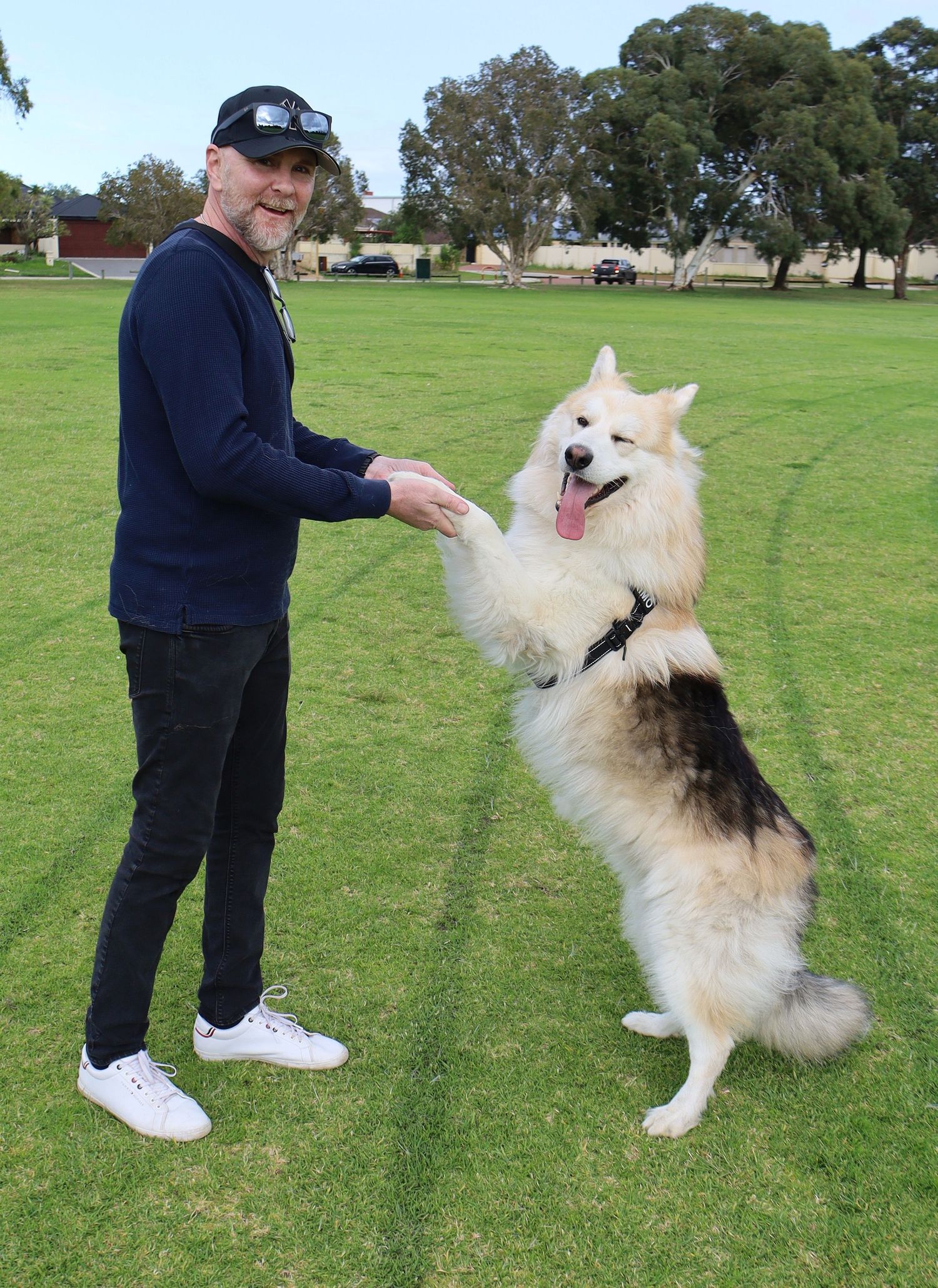 Man in navy sweater shaking paws with a large fluffy white and black German Shepperd dog in a park.
By Chris Harban