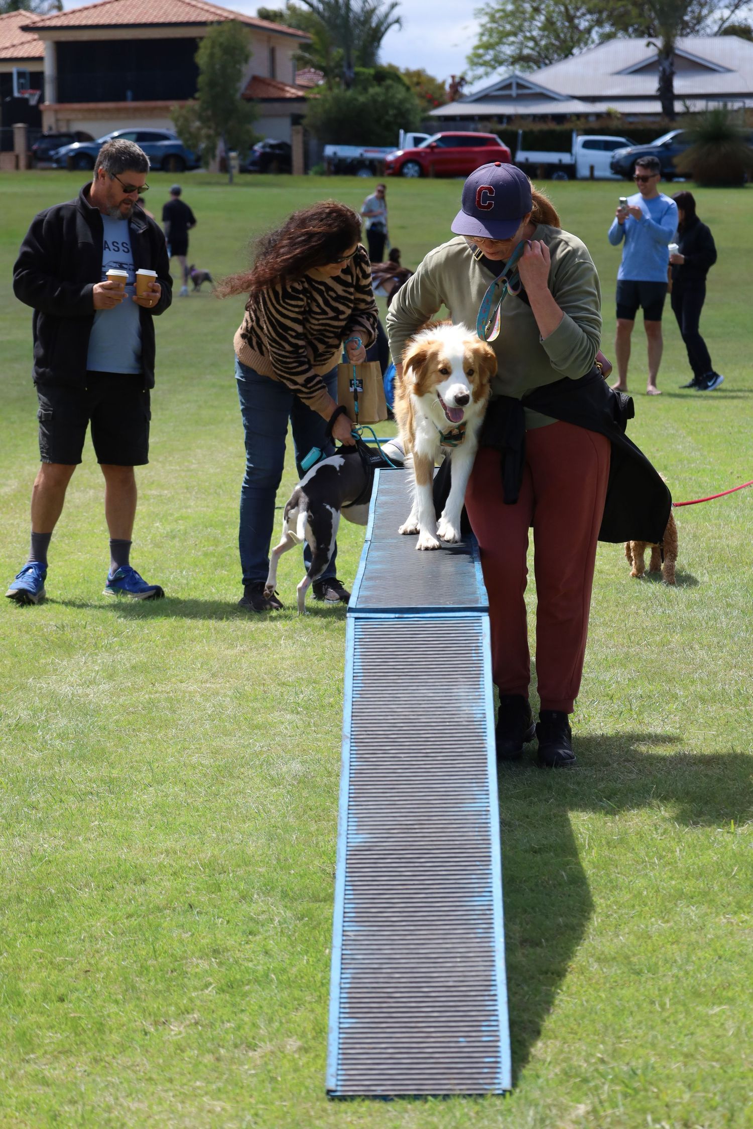 A brown and white dog walks across a dog walk ramp during an outdoor agility event while handlers and spectators watch on a grassy field.
