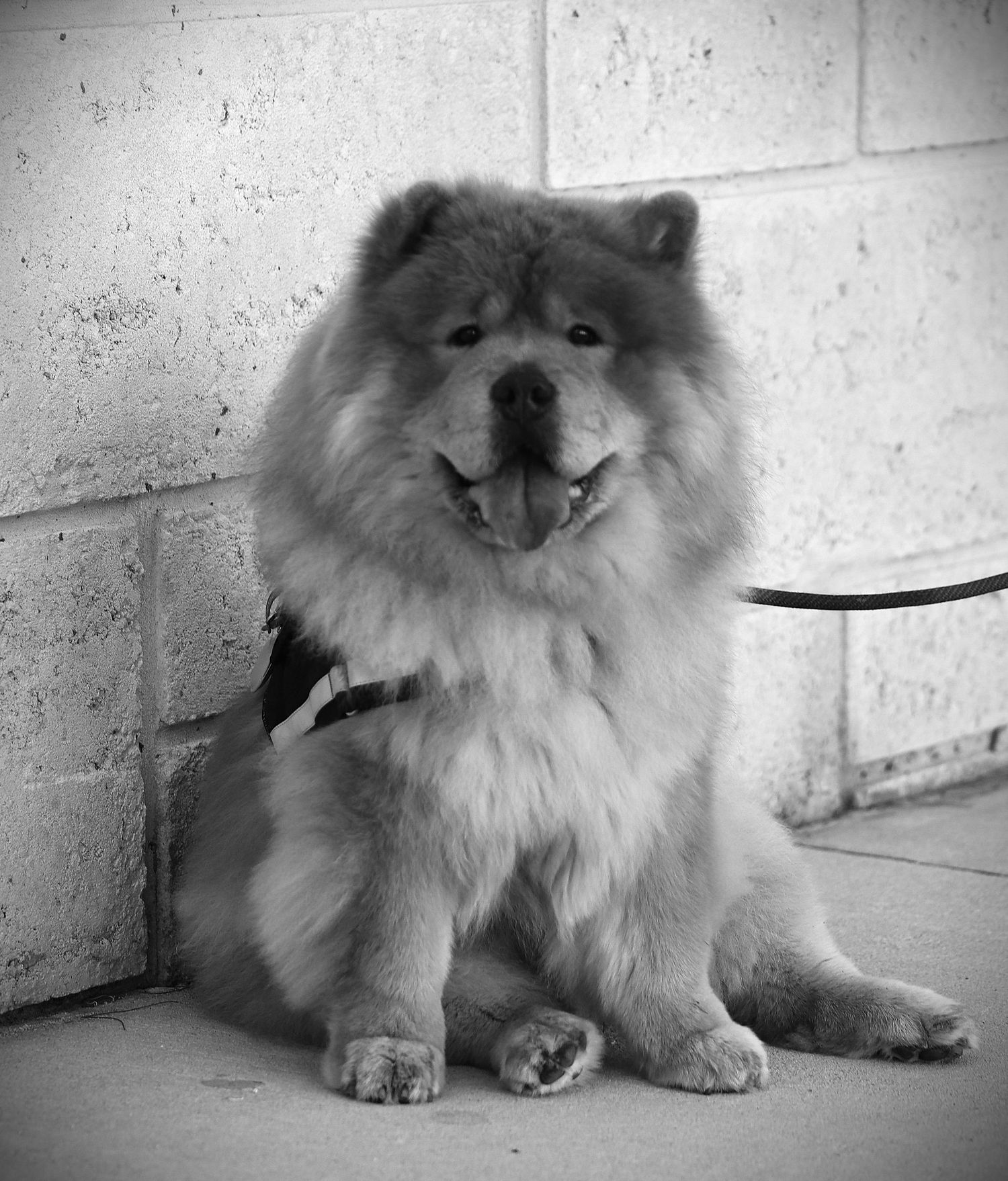 Fluffy Chow Chow dog sitting against a brick wall, black and white photo.
