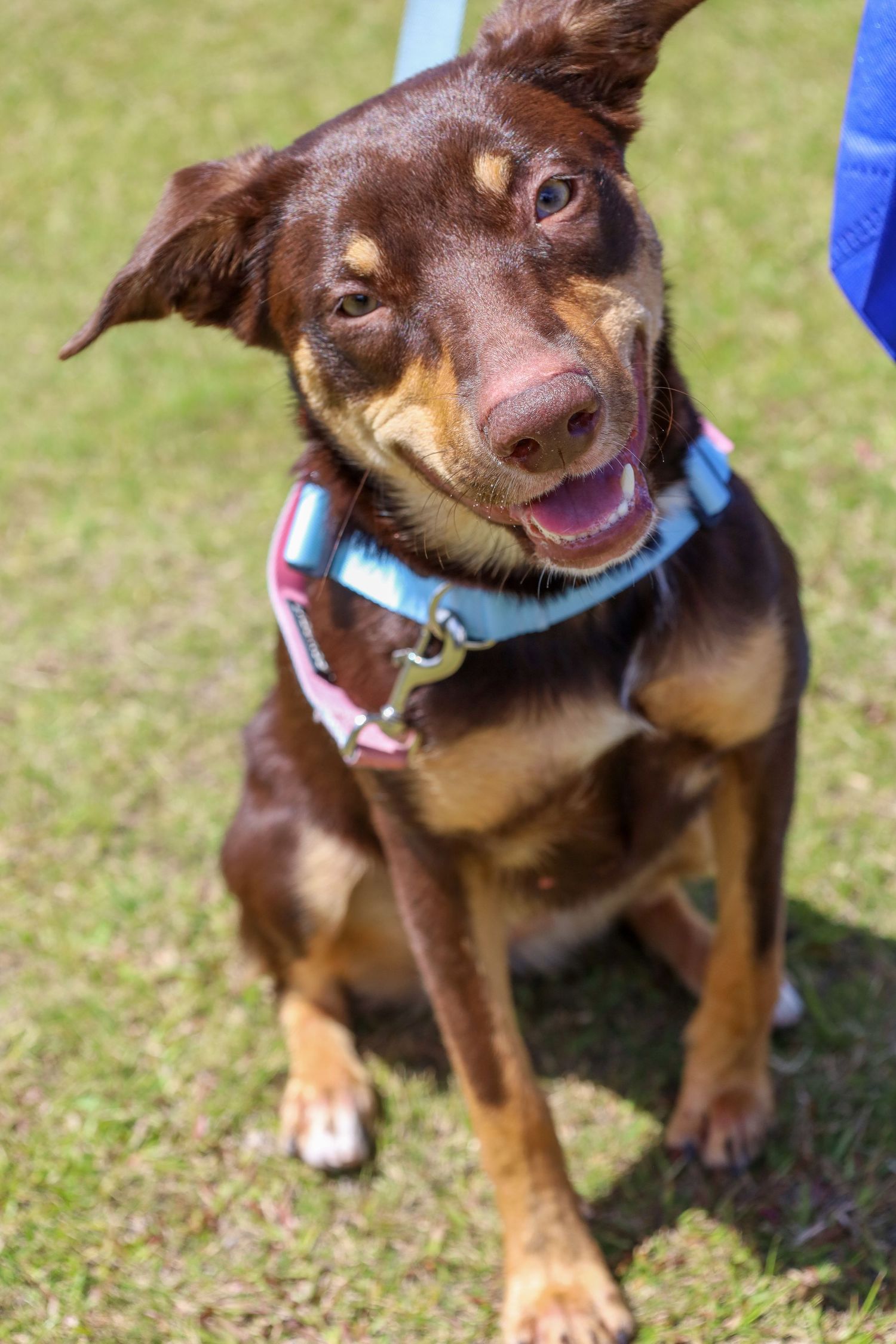 Brown and tan dog with a pink nose, floppy ears and a blue harness sits on green grass, tilting its head with a happy open-mouthed smile.