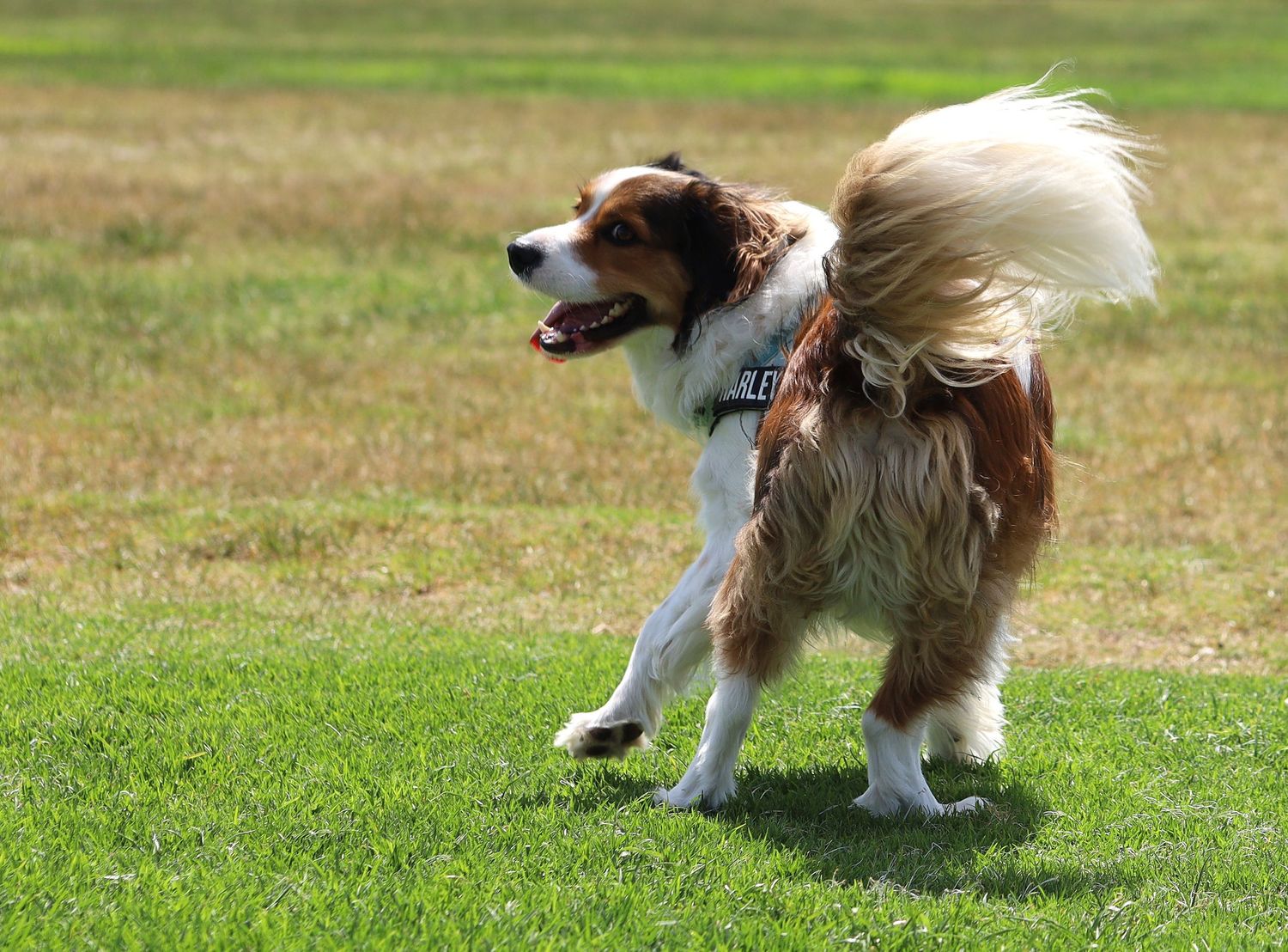 A happy brown and white Border Collie cross spaniel dog runs across a lush green grass field with its fluffy tail raised high.