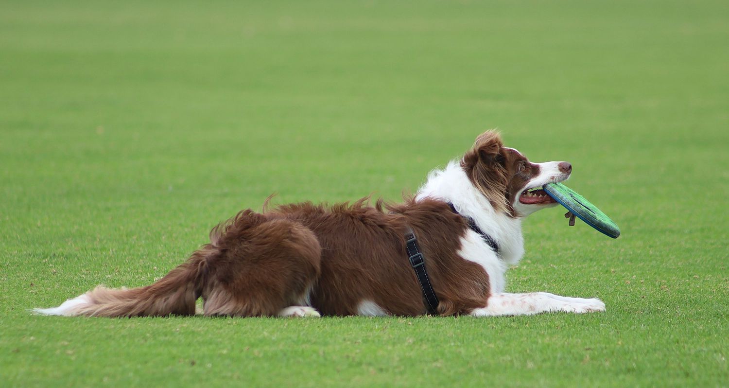A brown and white Border Collie lies on green grass holding a colorful toy in its mouth.