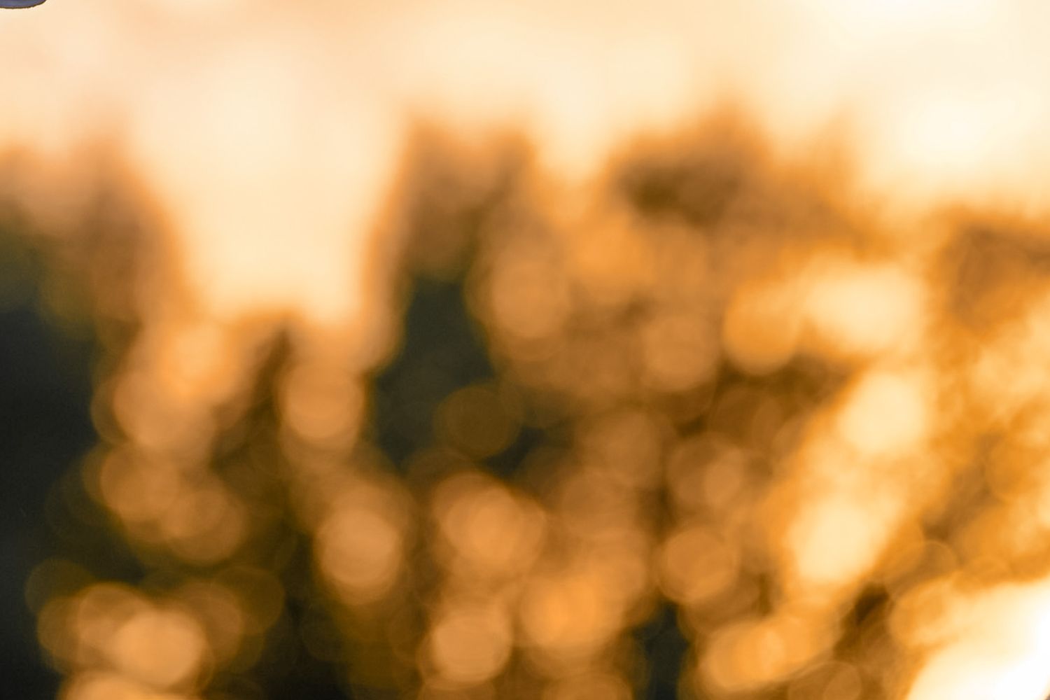 Blurred bokeh background of golden orange trees at sunset.