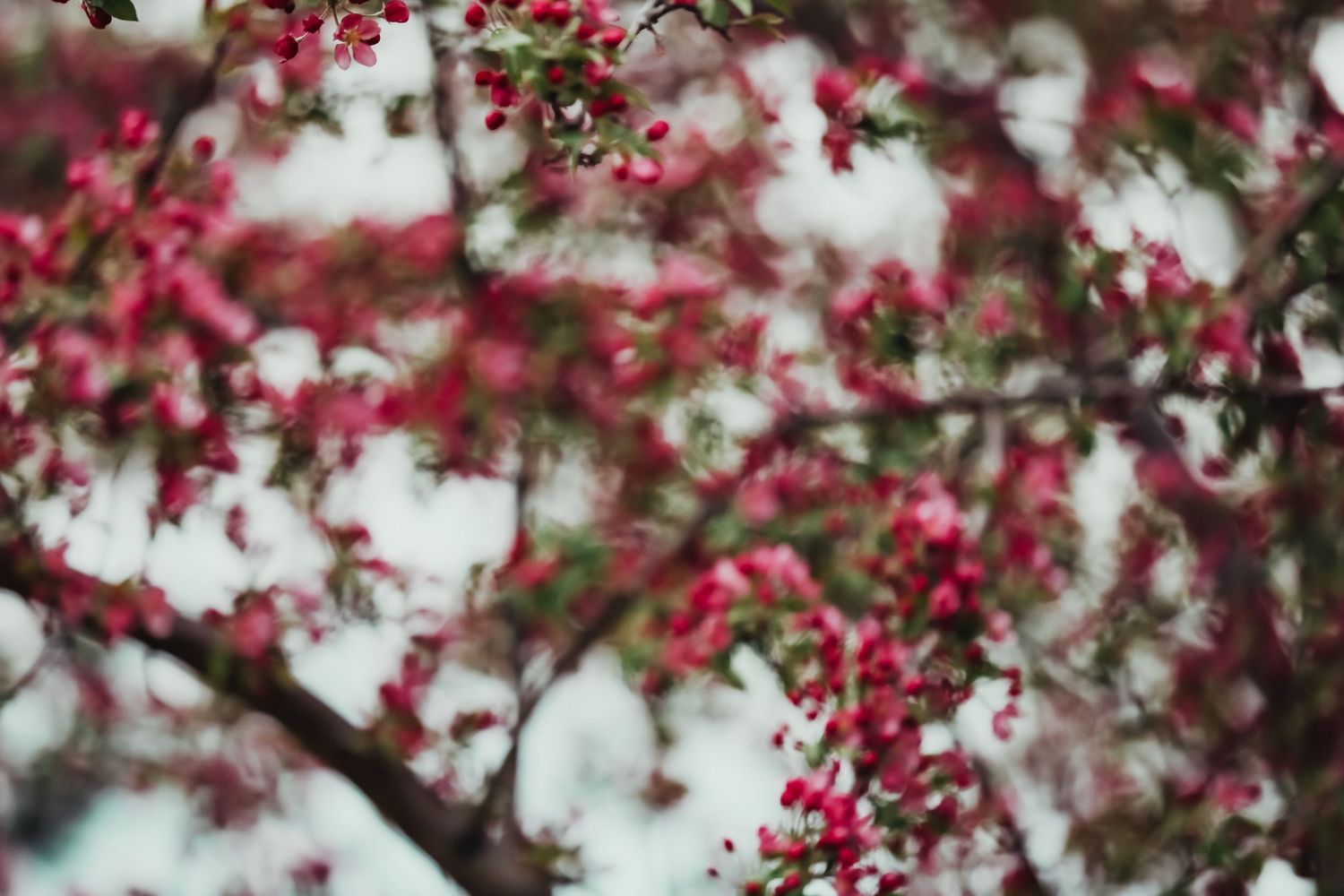Close-up of vibrant pink blossoms on tree branches against a soft, blurred sky background in spring.