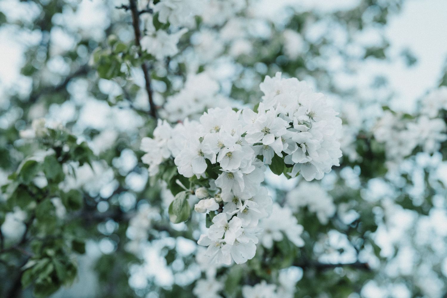 Close-up of white apple tree blossoms in full bloom with soft green leaves against a blurred sky background.