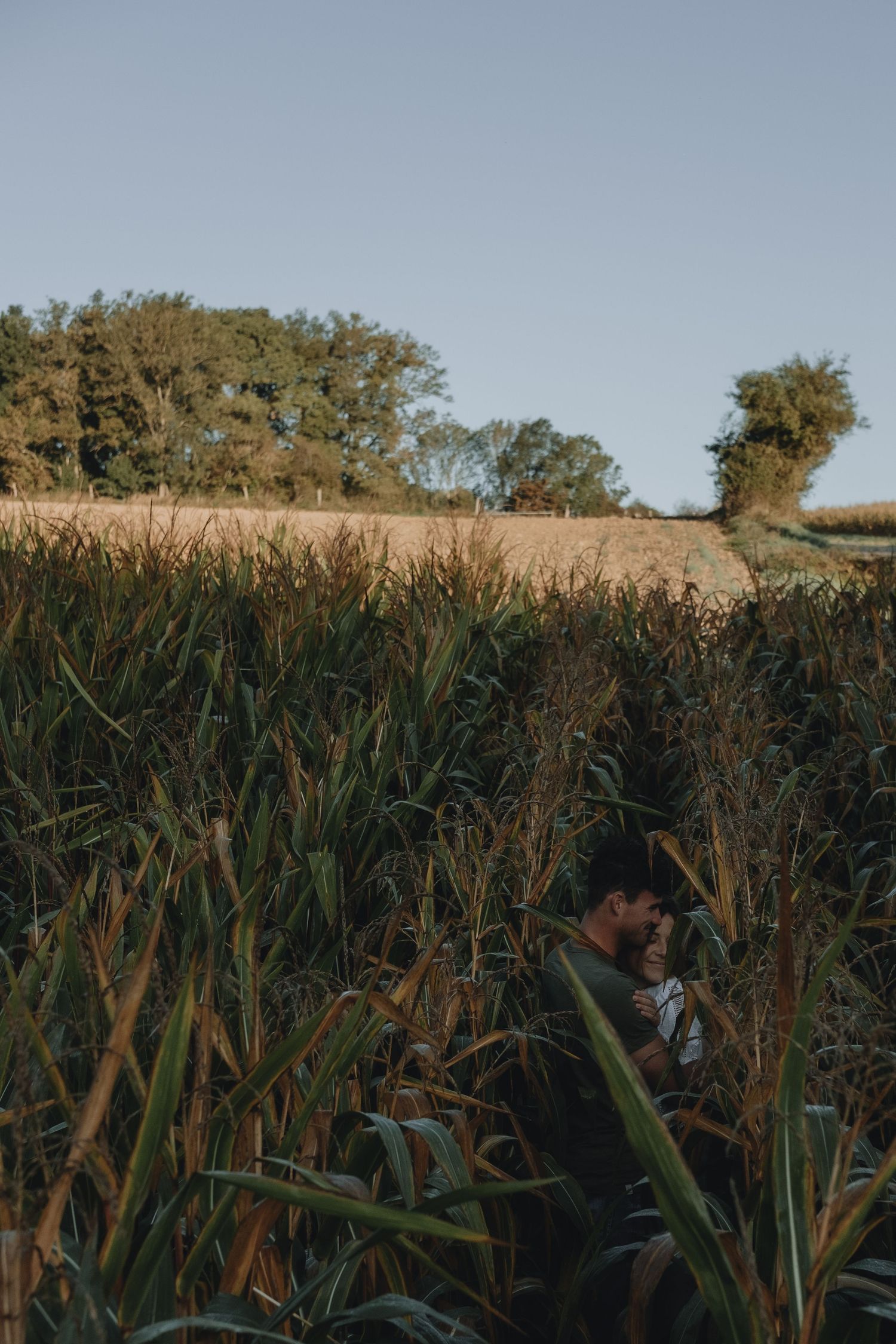 Couple embraces in tall green cornfield under clear blue sky at golden hour.