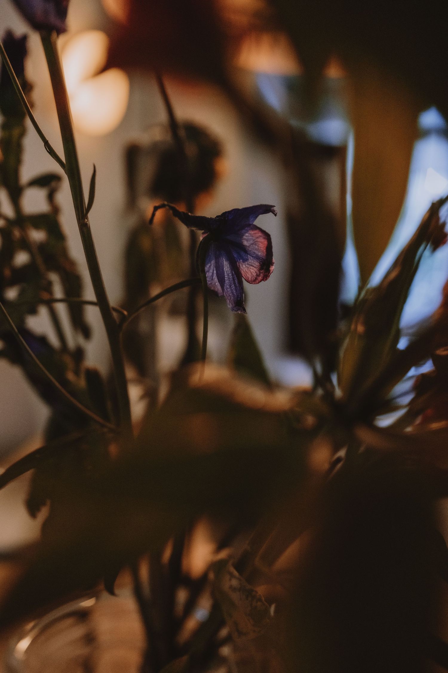 Close-up of a dark purple flower with blurred warm bokeh lights in background.
