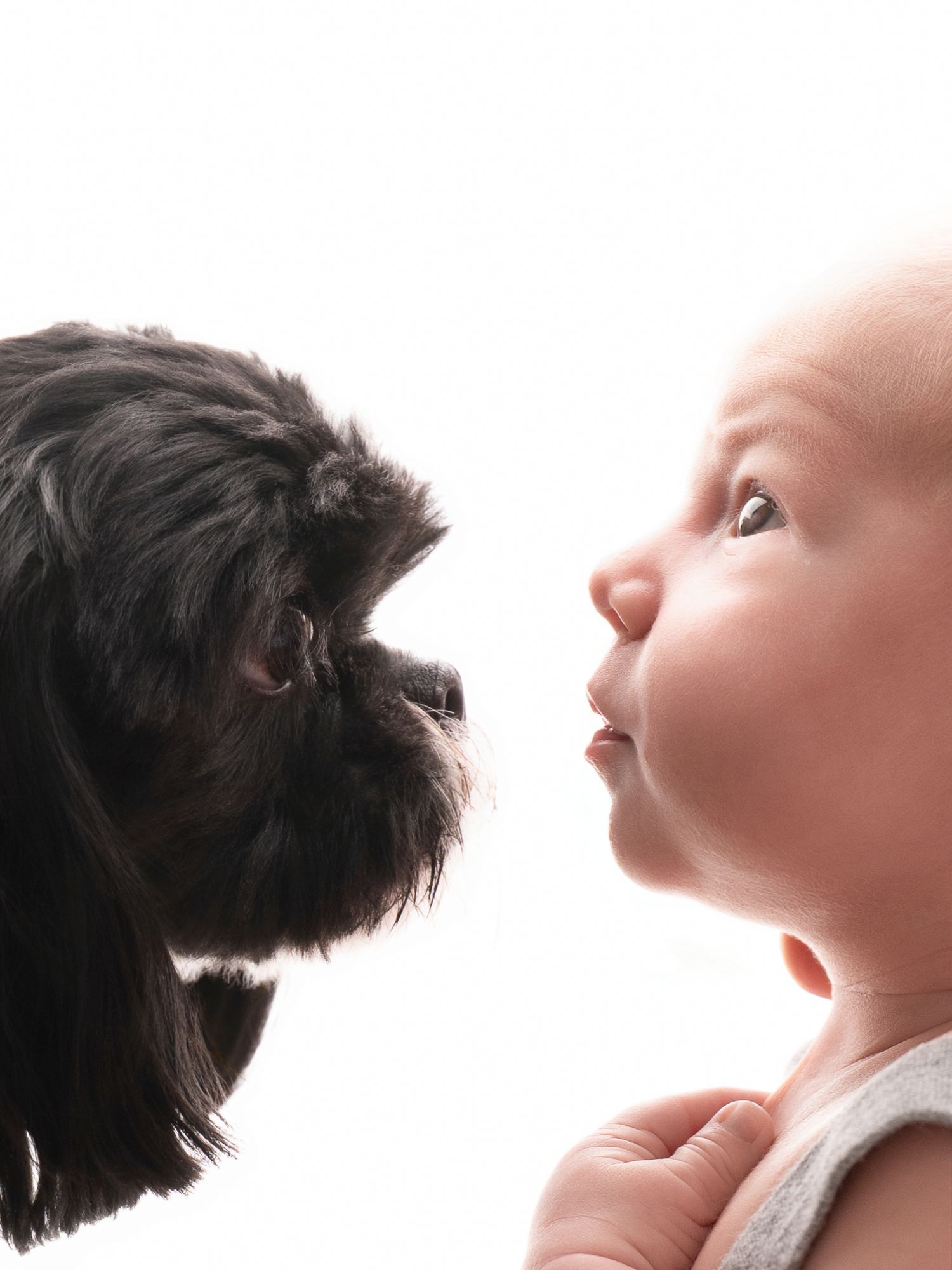 A curious black Shih Tzu puppy faces a wide-eyed baby in an adorable face-to-face encounter on white background.