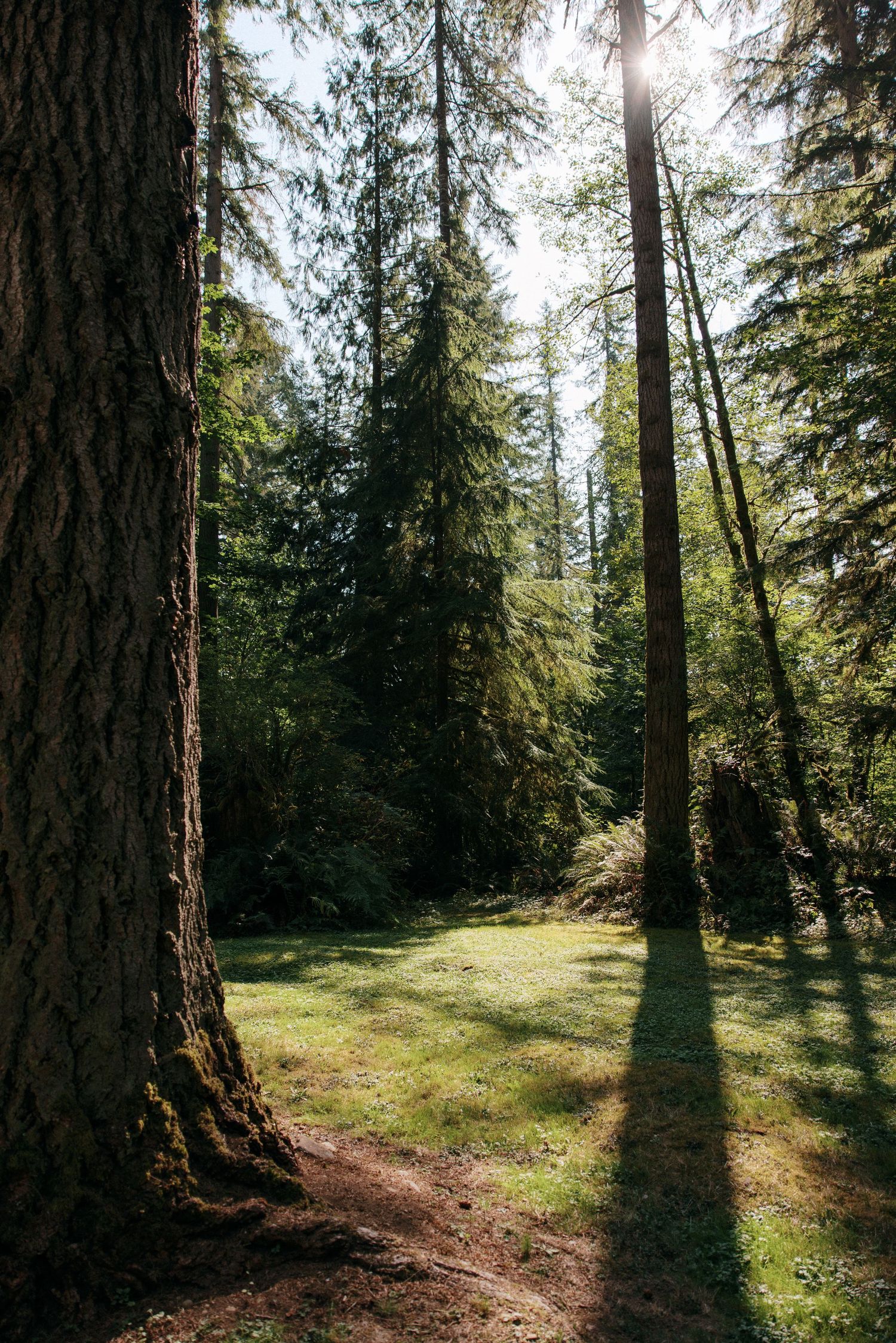 Sunlight streaming through tall evergreen trees in a lush green forest with grass clearing below.