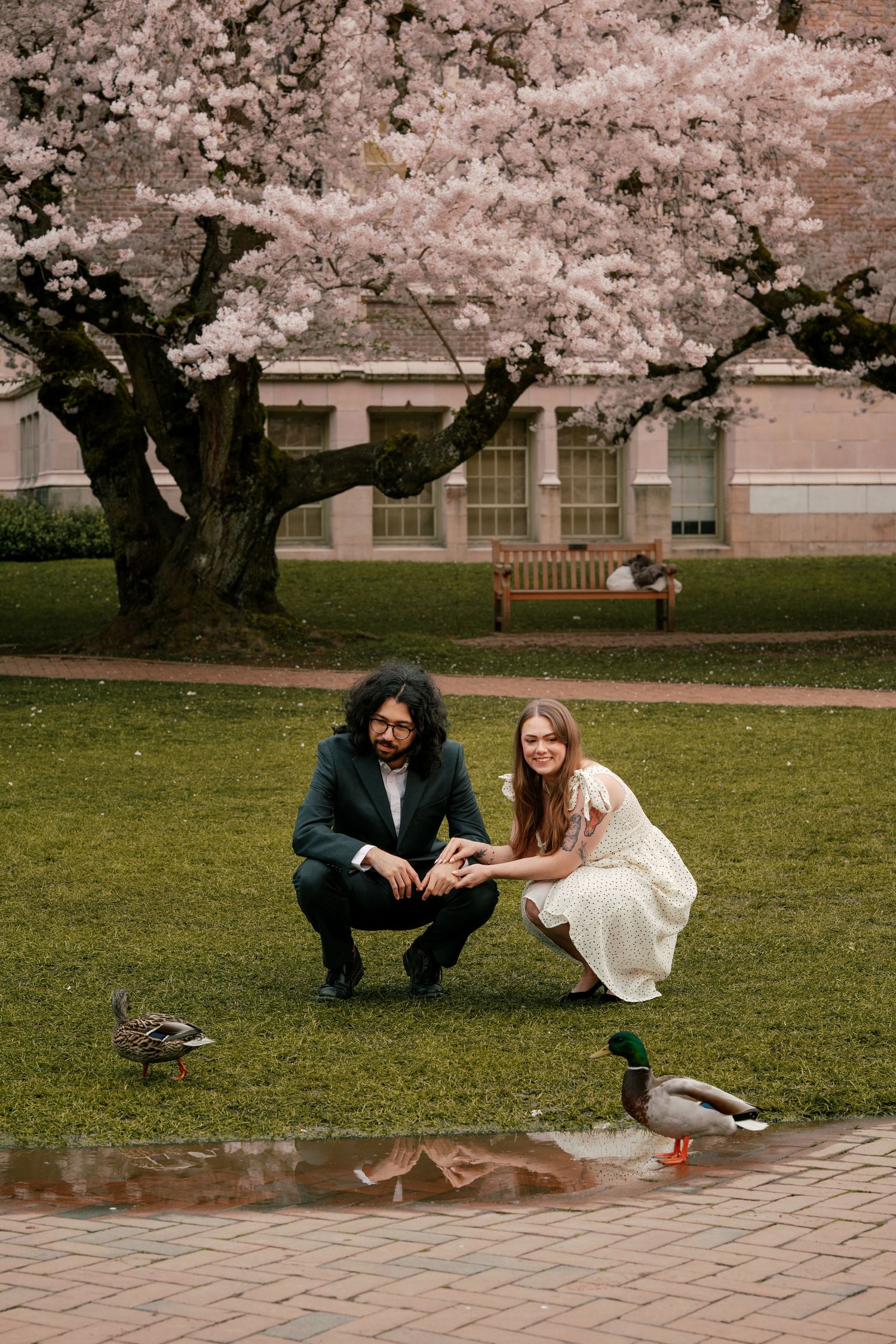 Smiling couple crouching to feed mallard ducks near a puddle under pink cherry blossom trees.