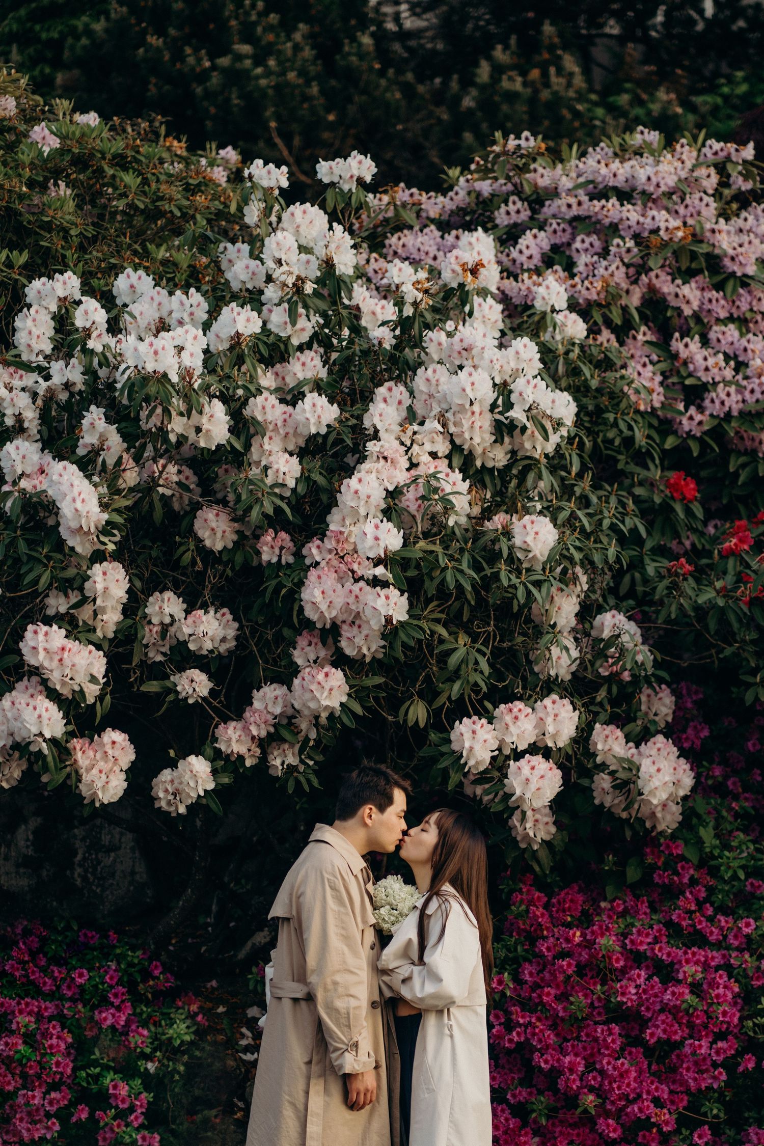 Couple kissing in beige trench coats surrounded by blooming pink and white rhododendrons.